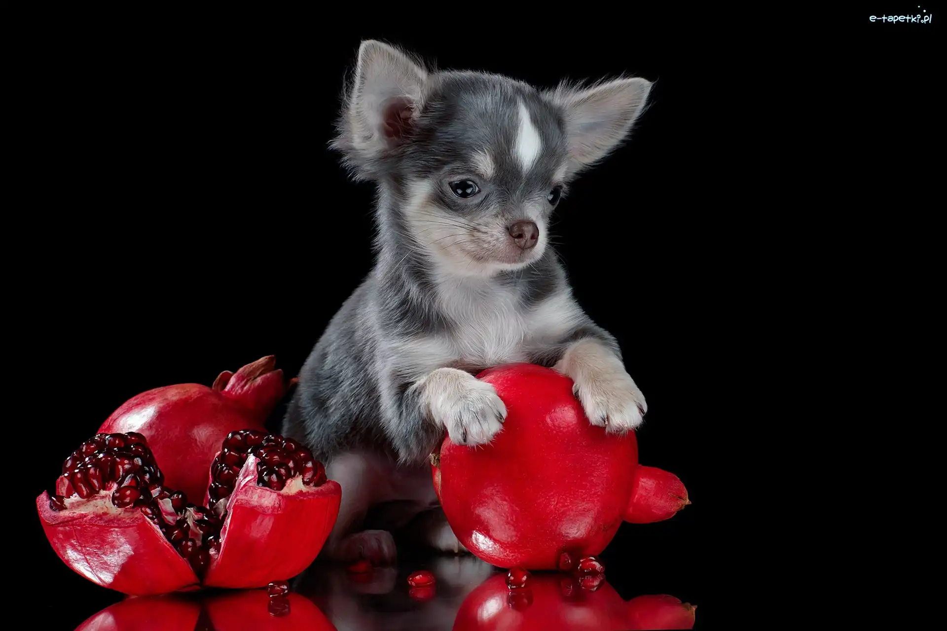 Pies, Granat, Owoce, Chihuahua