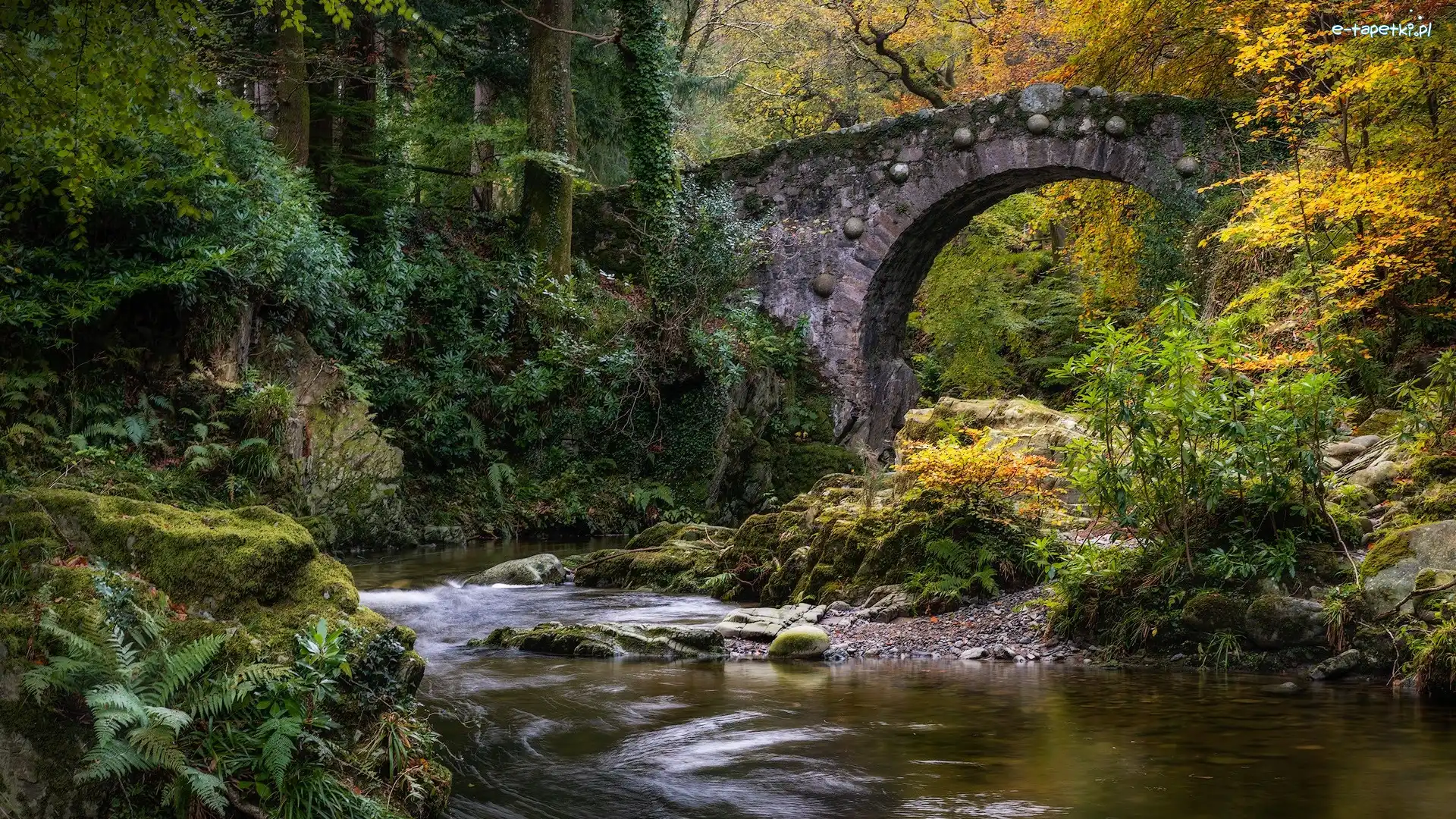 Most, Rzeka, Irlandia Północna, Hrabstwo
Down, Shimna River, Foleys Bridge, Rośliny, Las