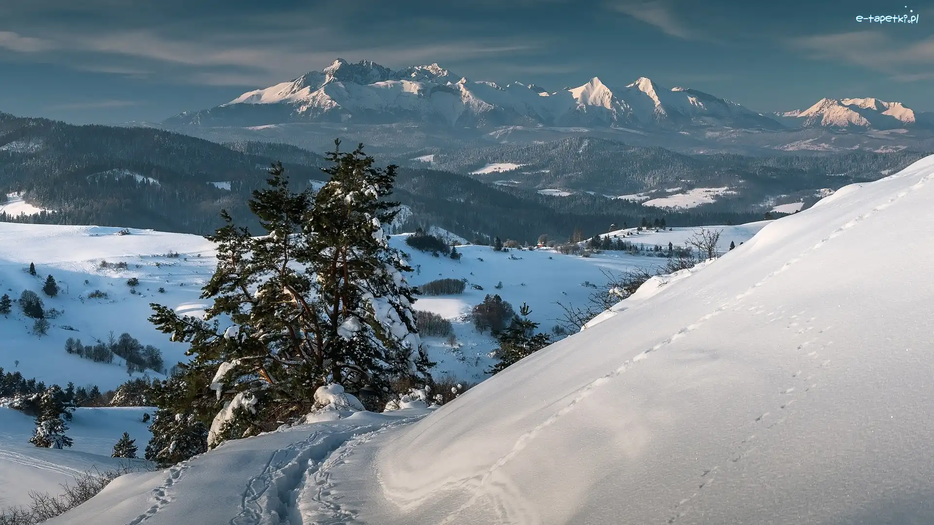 Polska, Drzewa, Pieniny, Śnieg, Zima, Tatry, Góry
