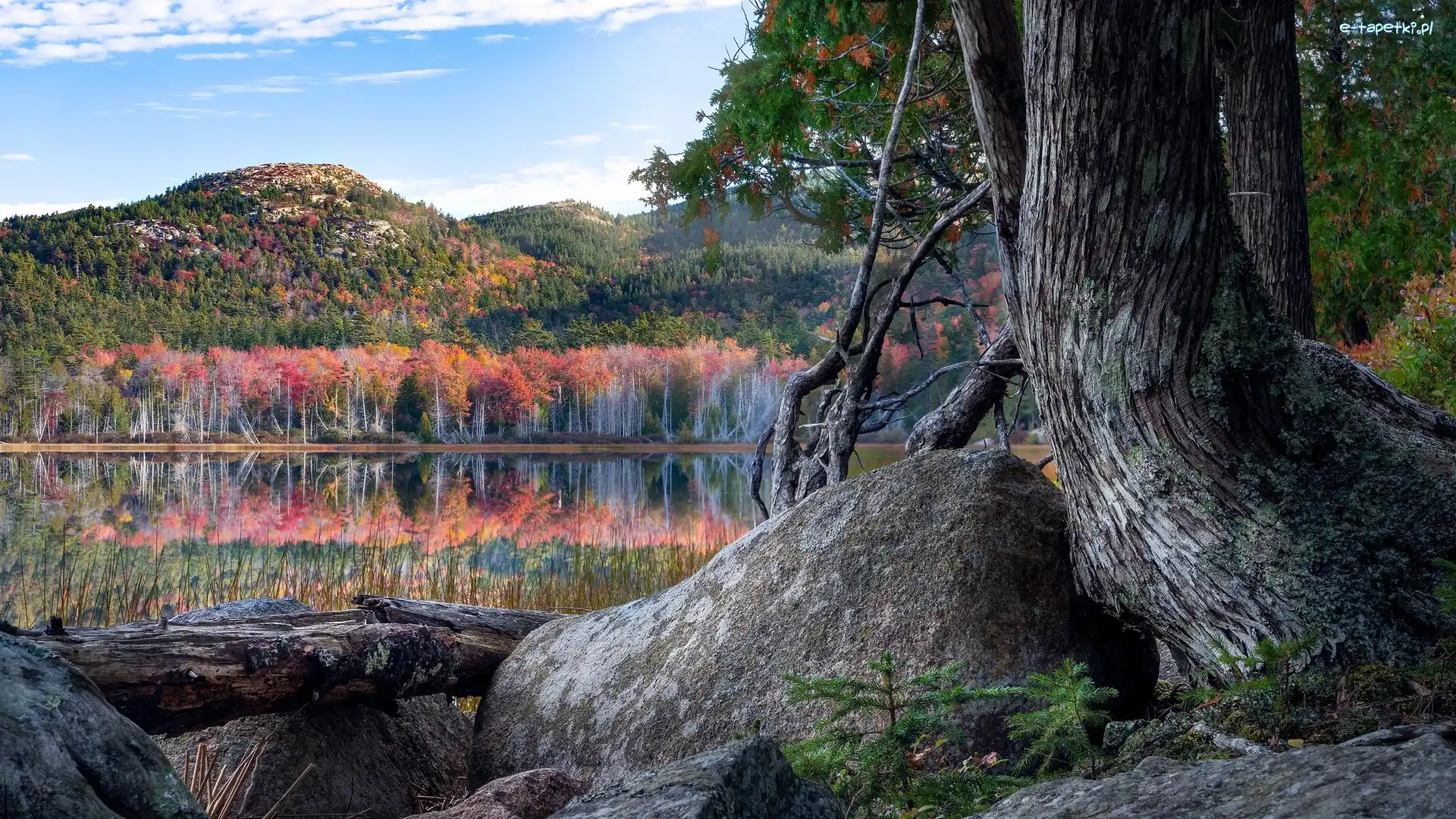 Odbicie, Kolorowe, Jezioro, Stare, Park Narodowy Acadia, Maine, Drzewa, Drzewo, Głaz, Stany Zjednoczone, Kamień, Góry