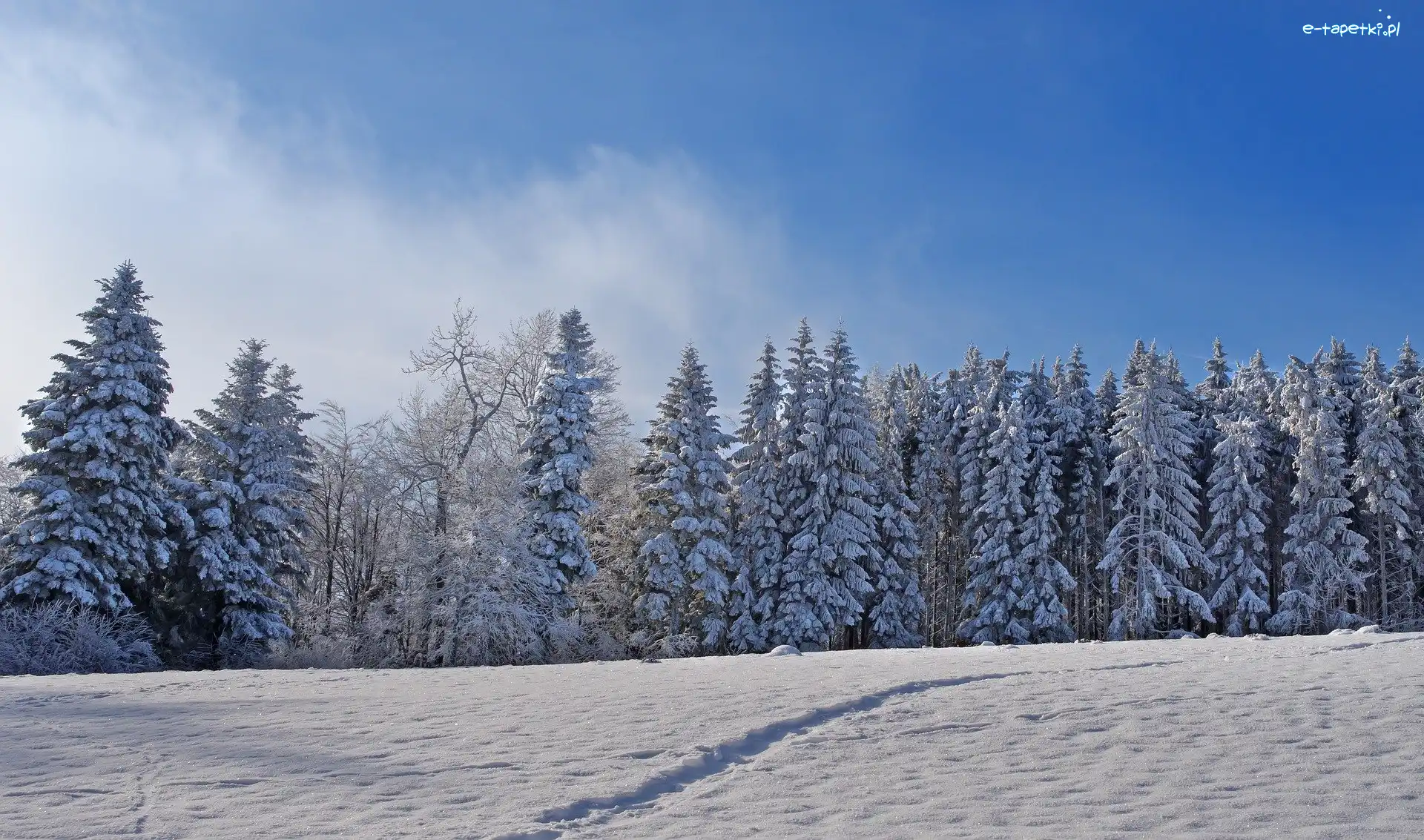 Zima, Drzewa, Las, Śnieg, Pole