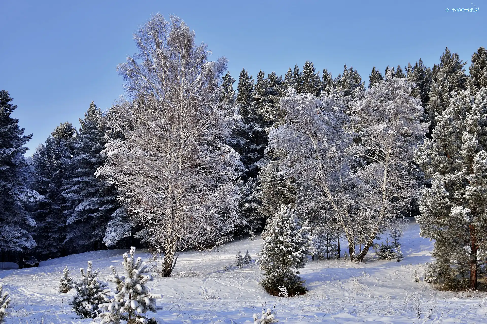 Zima, Ośnieżony, Drzewa, Śnieg, Las