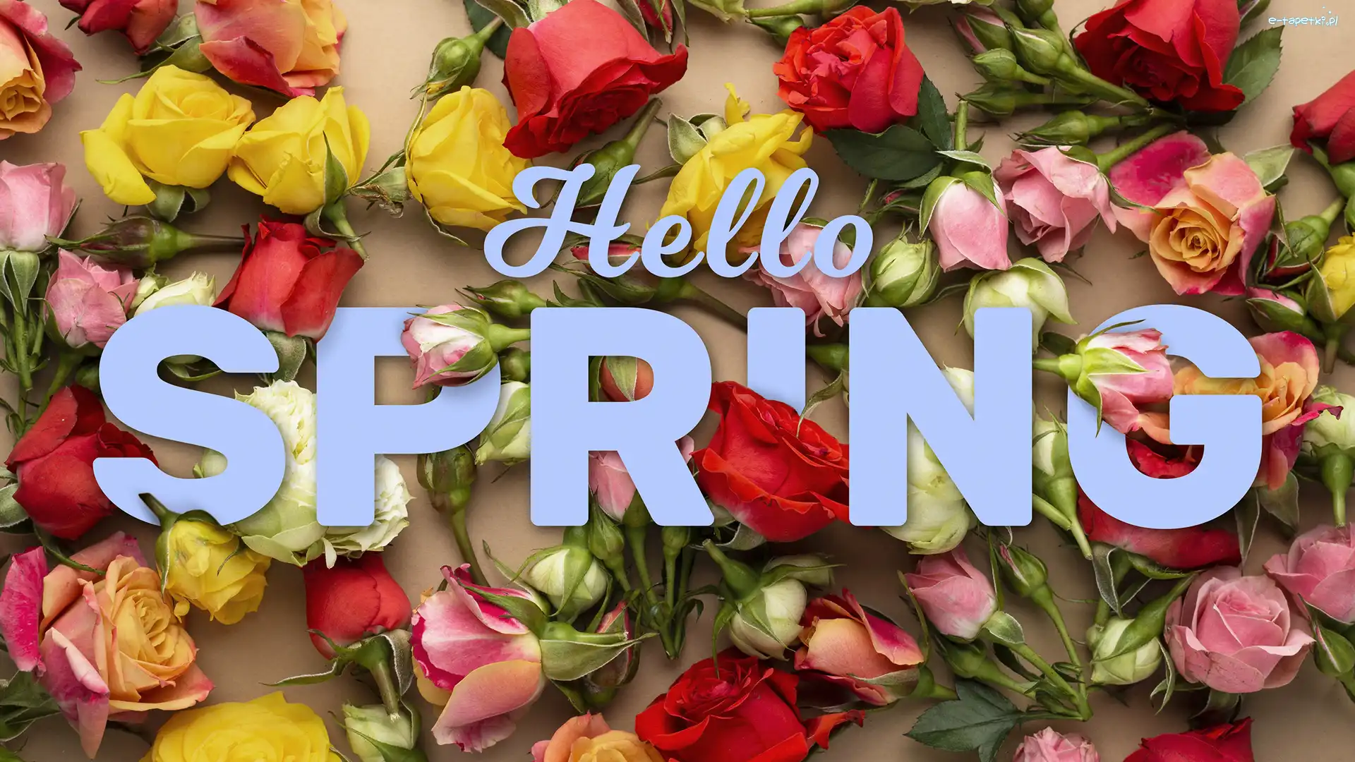 Kwiaty, Róże, Kolorowe, Hello spring, Napis