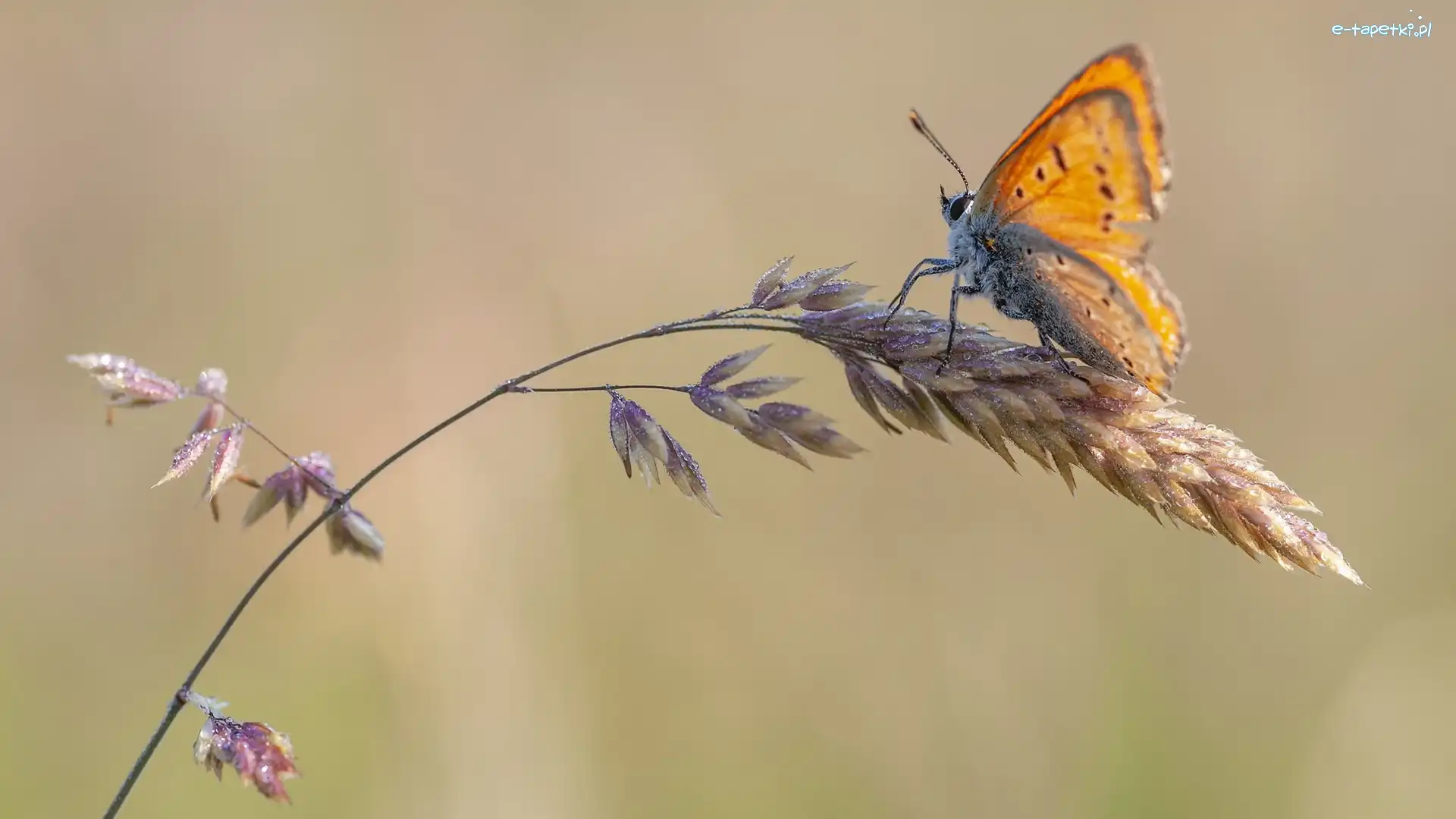 Czerwończyk, Źdźbło, Trawa, Motyl