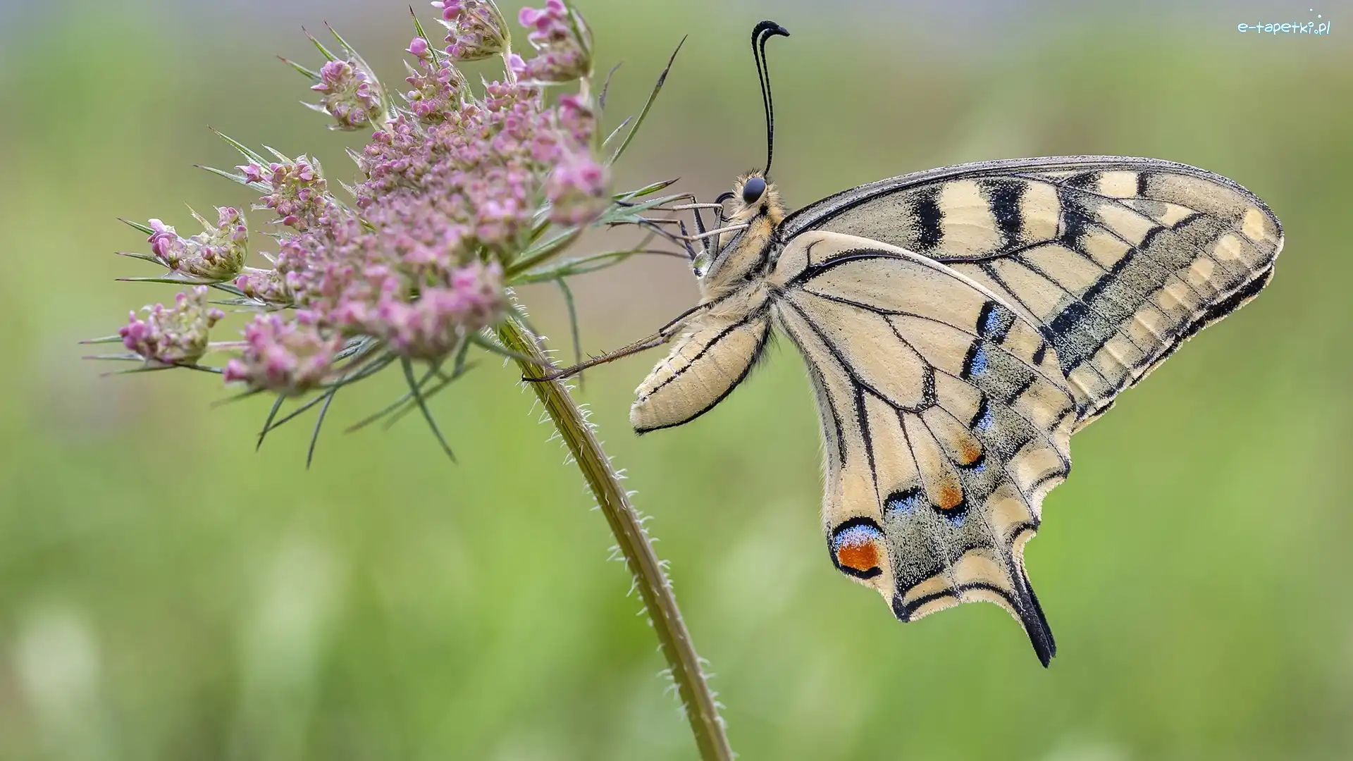 Paź królowej, Kwiatek, Różowy, Motyl
