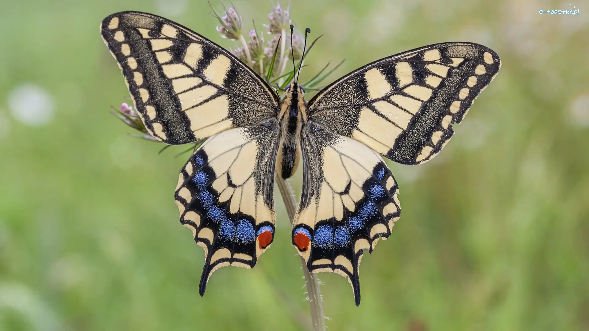 Roślinka, Paź królowej, Motyl