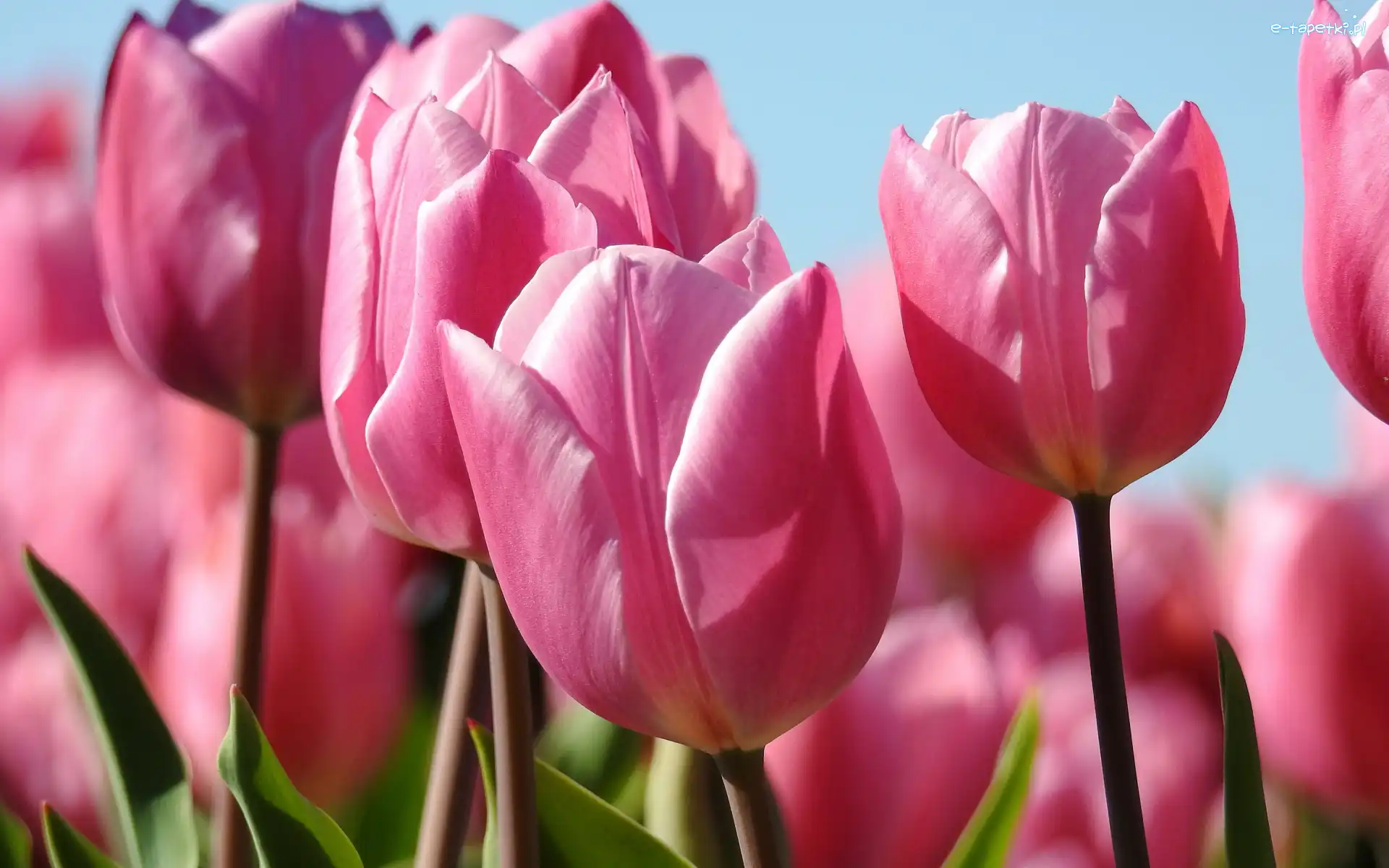 Kwiaty, Zbliżenie, Tulipany, Różowe