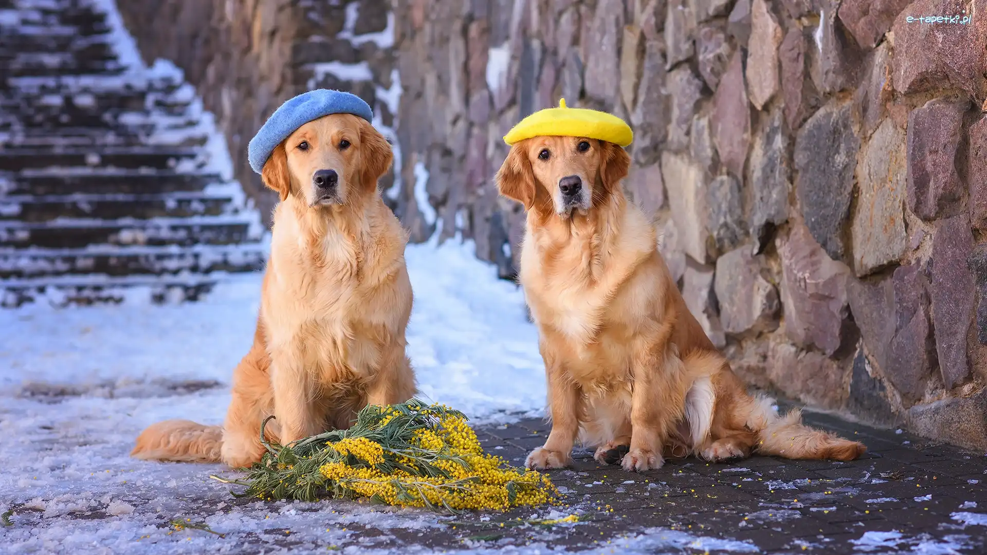 Psy, Berety, Golden retrievery, Akacja srebrzysta, Gałązki