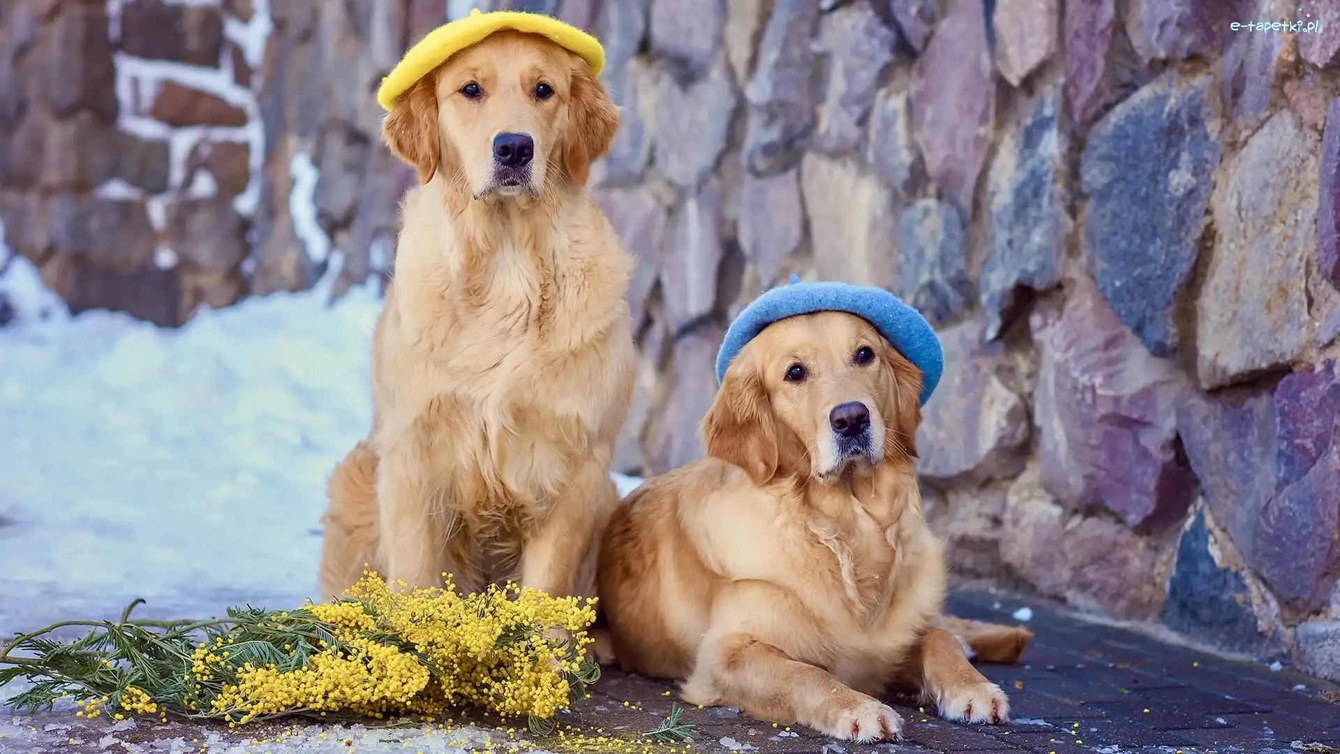 Akacja srebrzysta, Berety, Gałązki, Śnieg, Golden retrievery, Psy