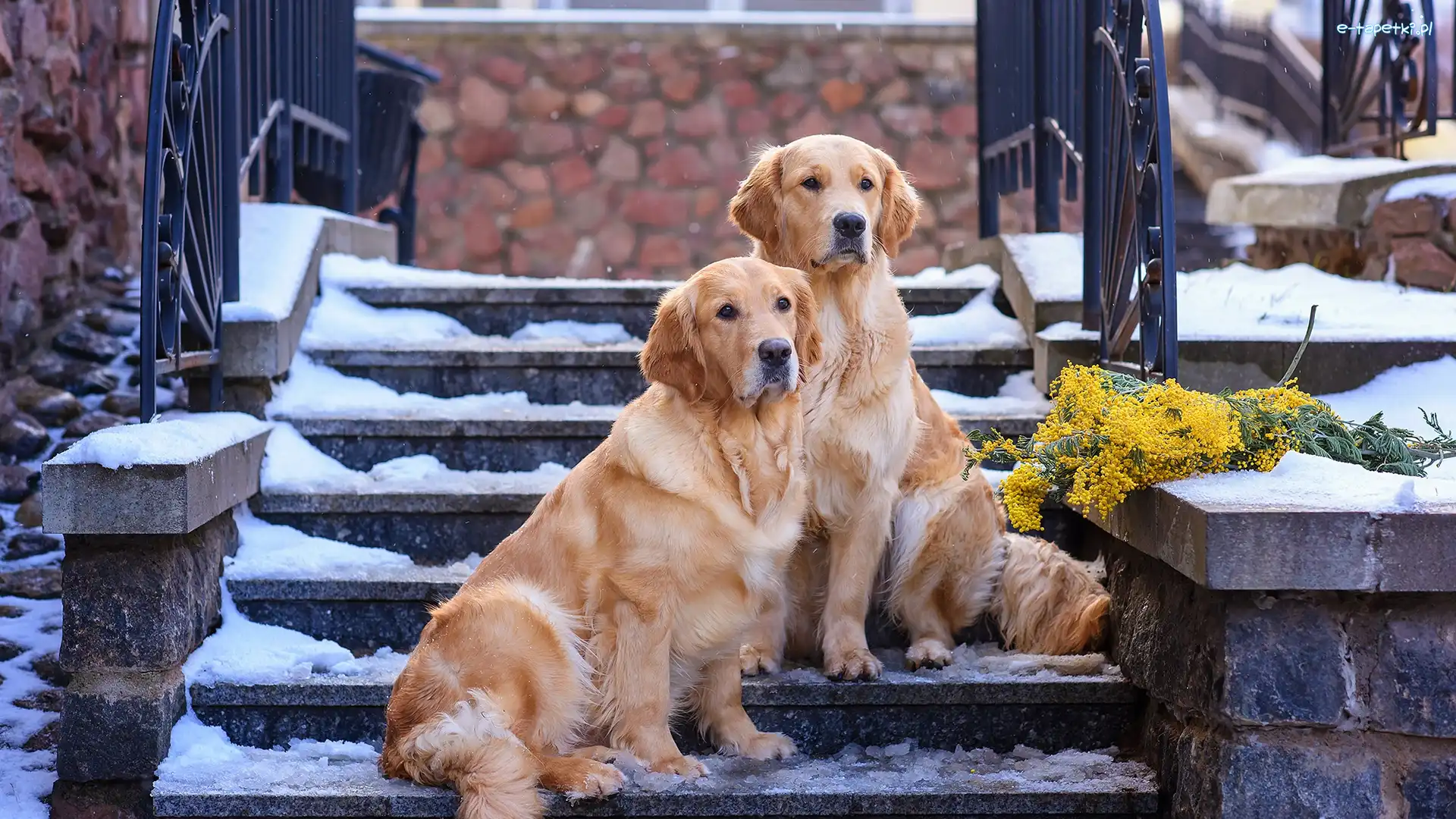 Gałązki, Golden retrievery, Schody, Śnieg, Dwa, Psy