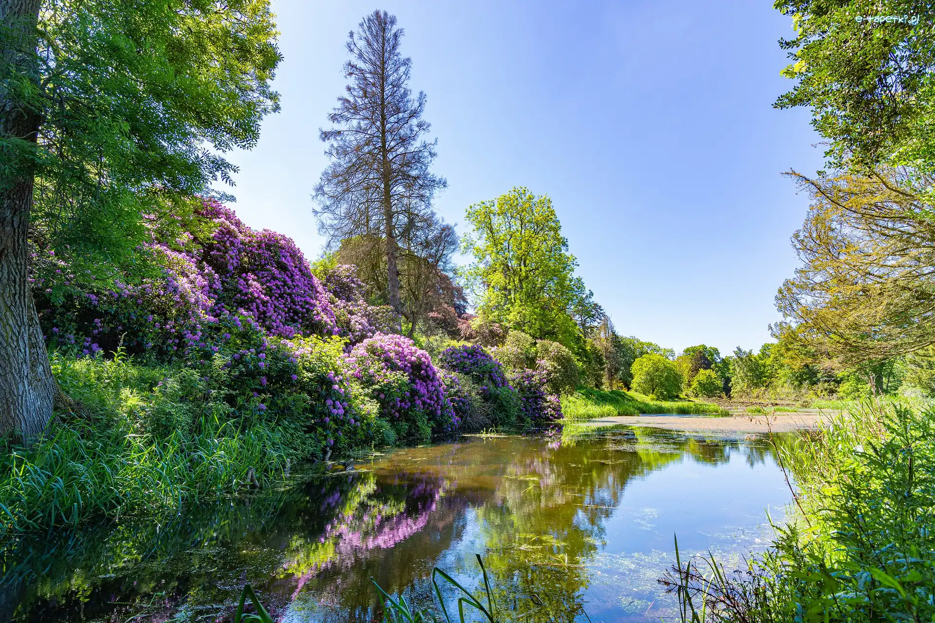 Drzewa, Słoneczny dzień, Rododendrony, Staw