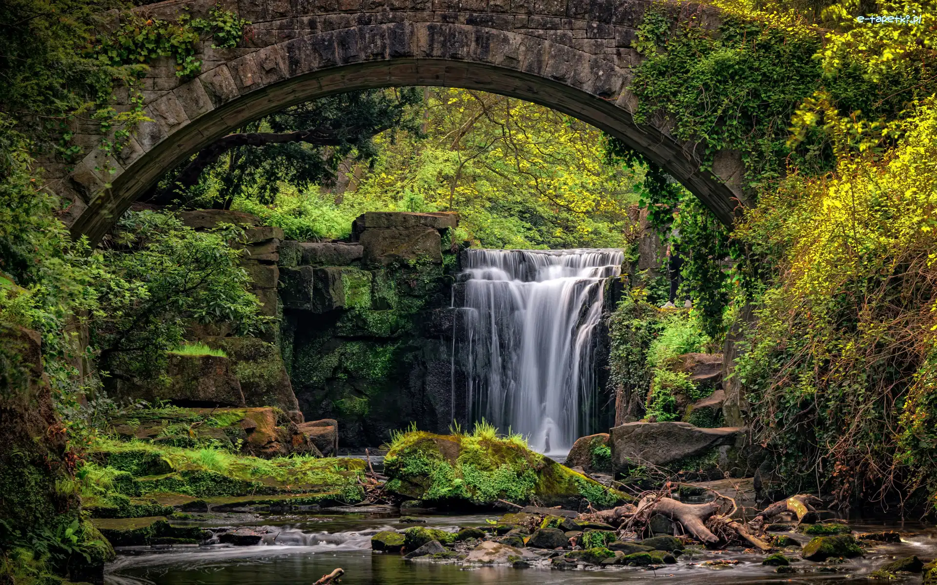 Most, Jesmond Dean Waterfall, Anglia, Newcastle, Drzewa, Kamienie, Rośliny, Wodospad