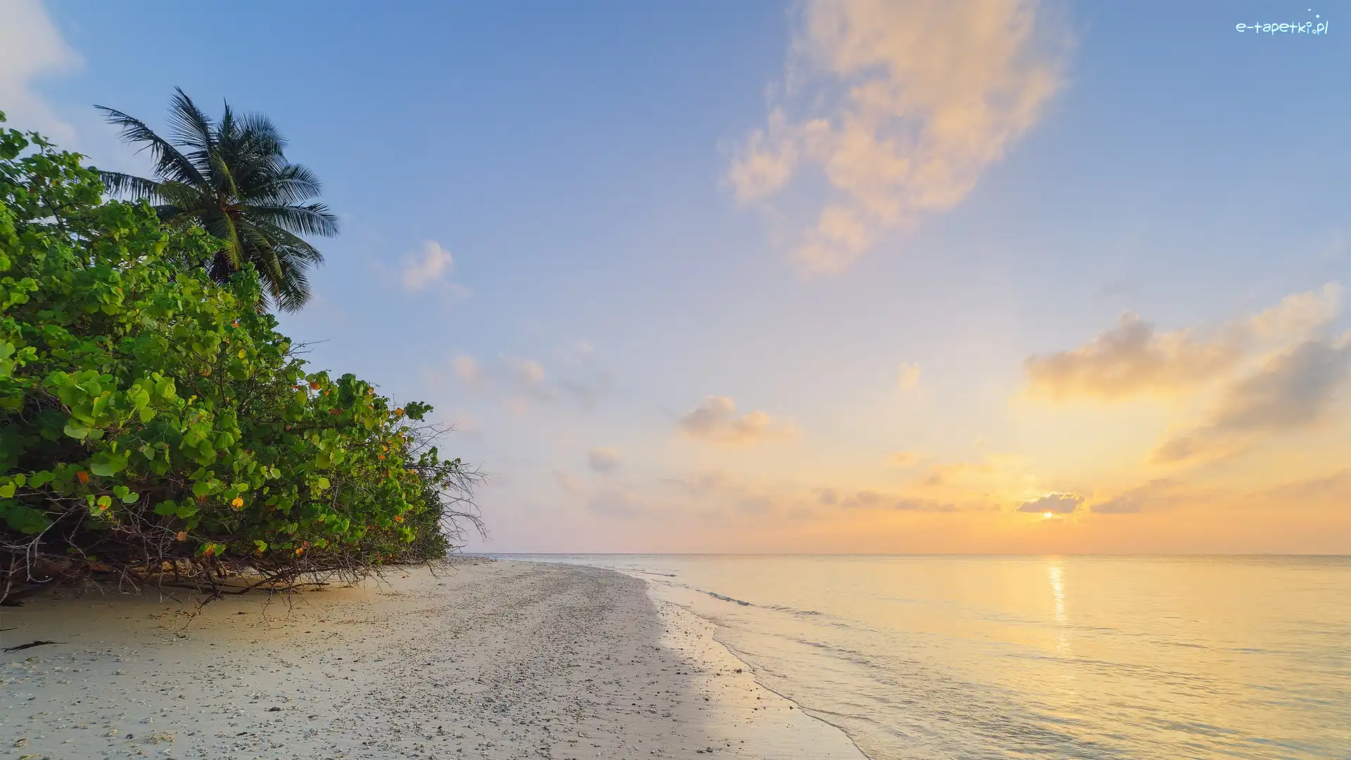 Wyspa Feridhoo, Morze, Wschód słońca, Malediwy, Palma, Plaża