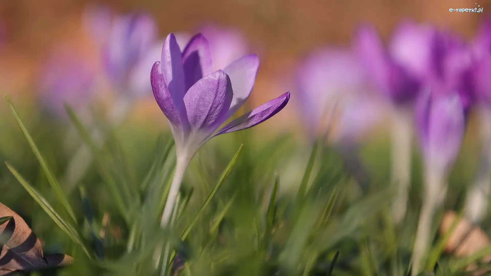 Kwiaty, Trawa, Krokusy, Krokus, Jasnofioletowy