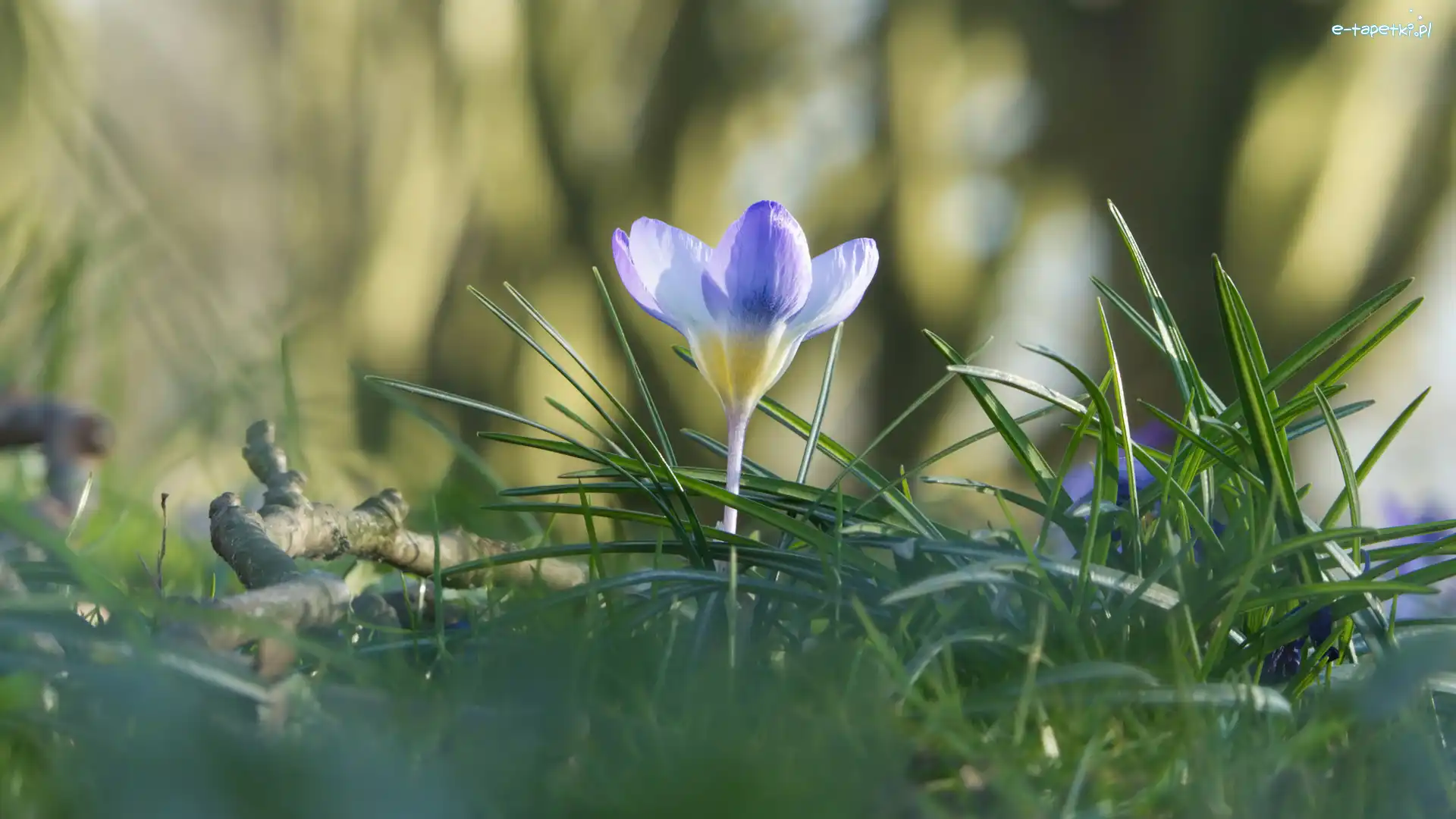 Trawa, Krokus, Kwiaty