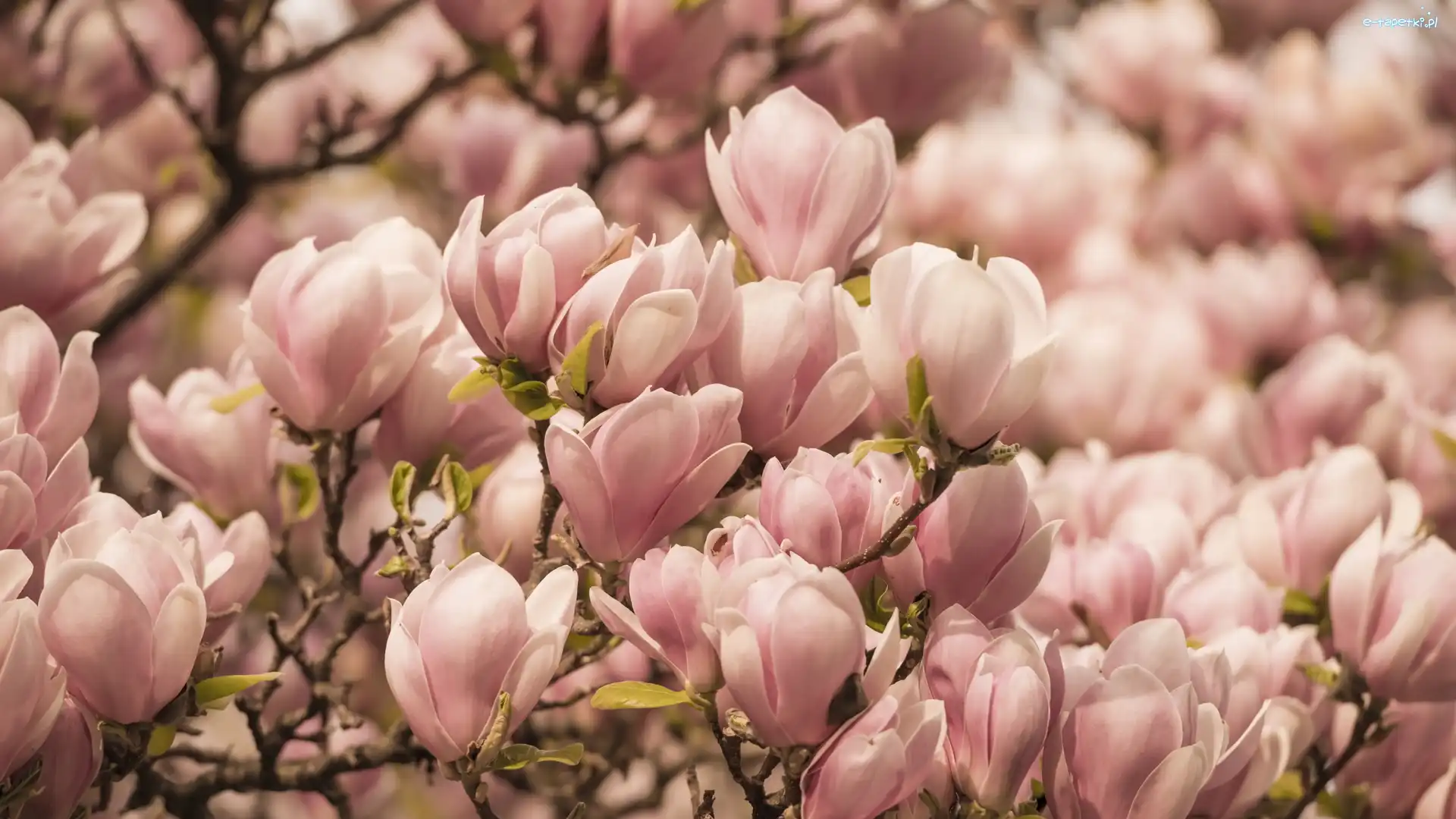 Magnolie, Kwiaty, Wiosna