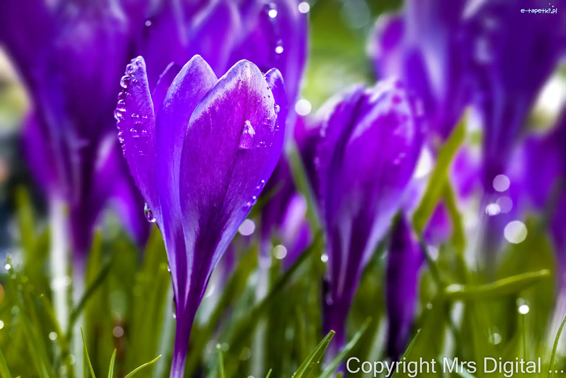 Mokre, Wiosna, Kwiaty, Krokus