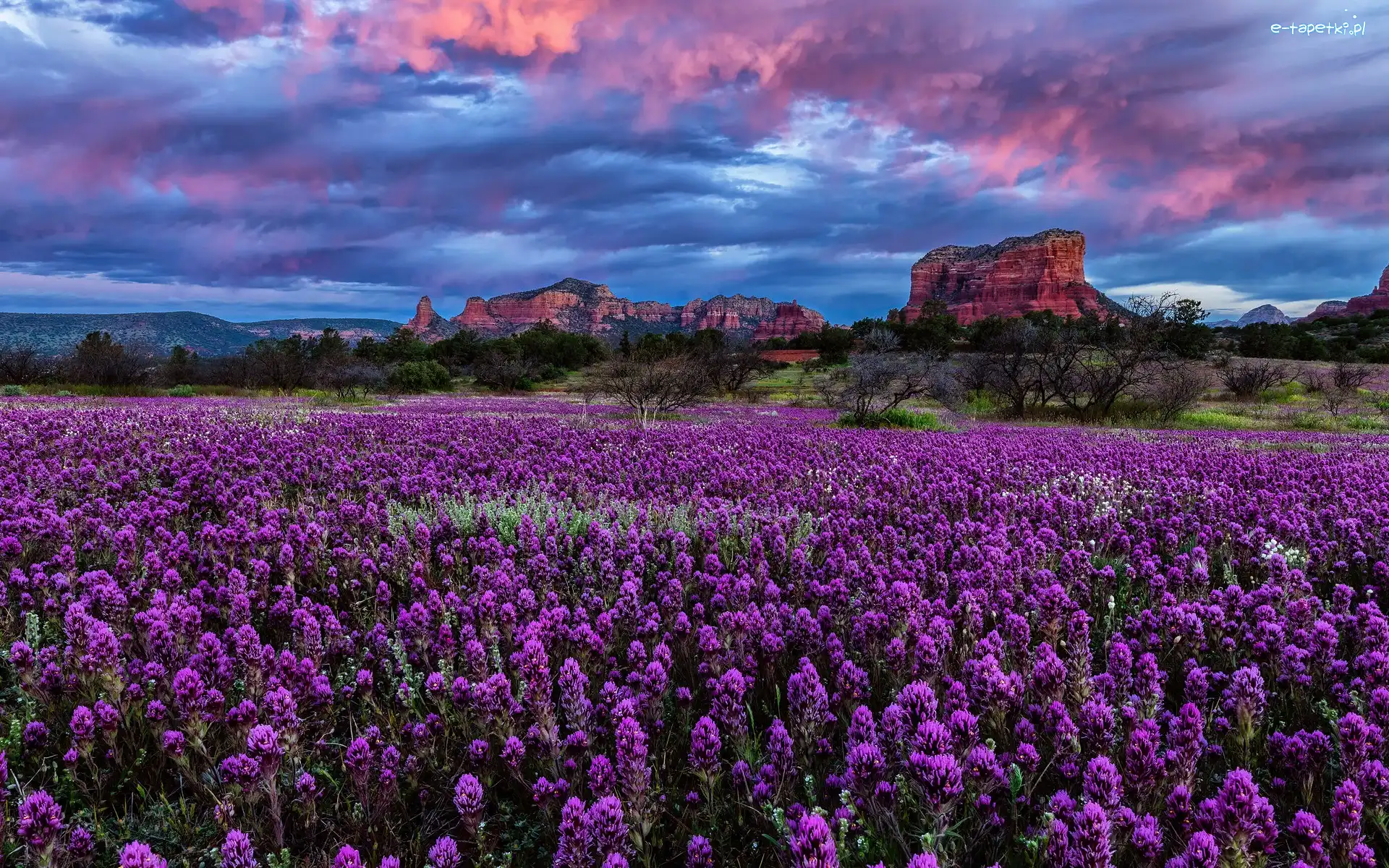 Drzewa, Castilleja exserta, Łąka, Skały, Góry, Stany Zjednoczone, Arizona, Kwiaty, Chmury