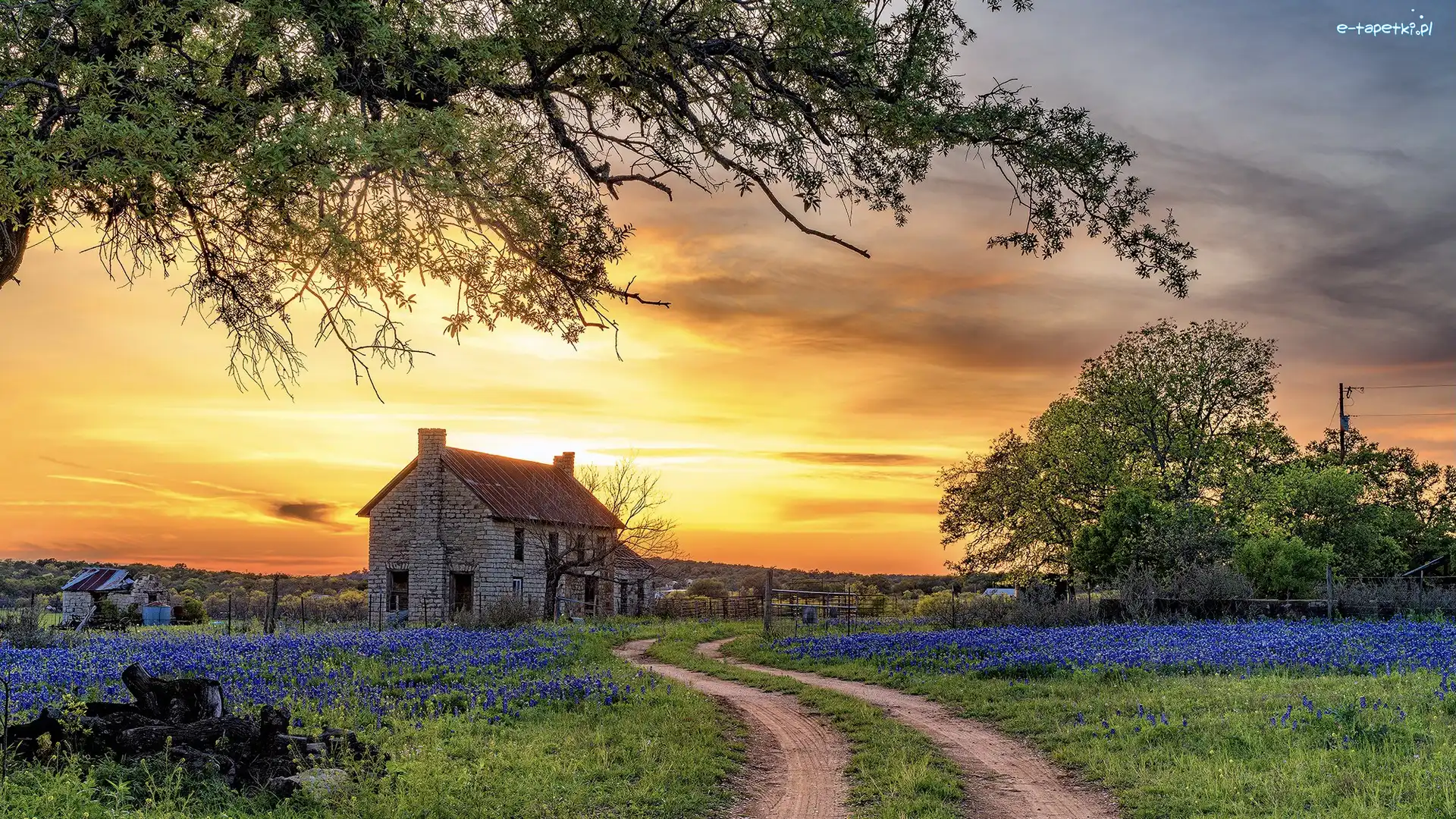 Drzewa, Zachód słońca, Droga, Teksas, Stany Zjednoczone, Bluebonnet House, Dom