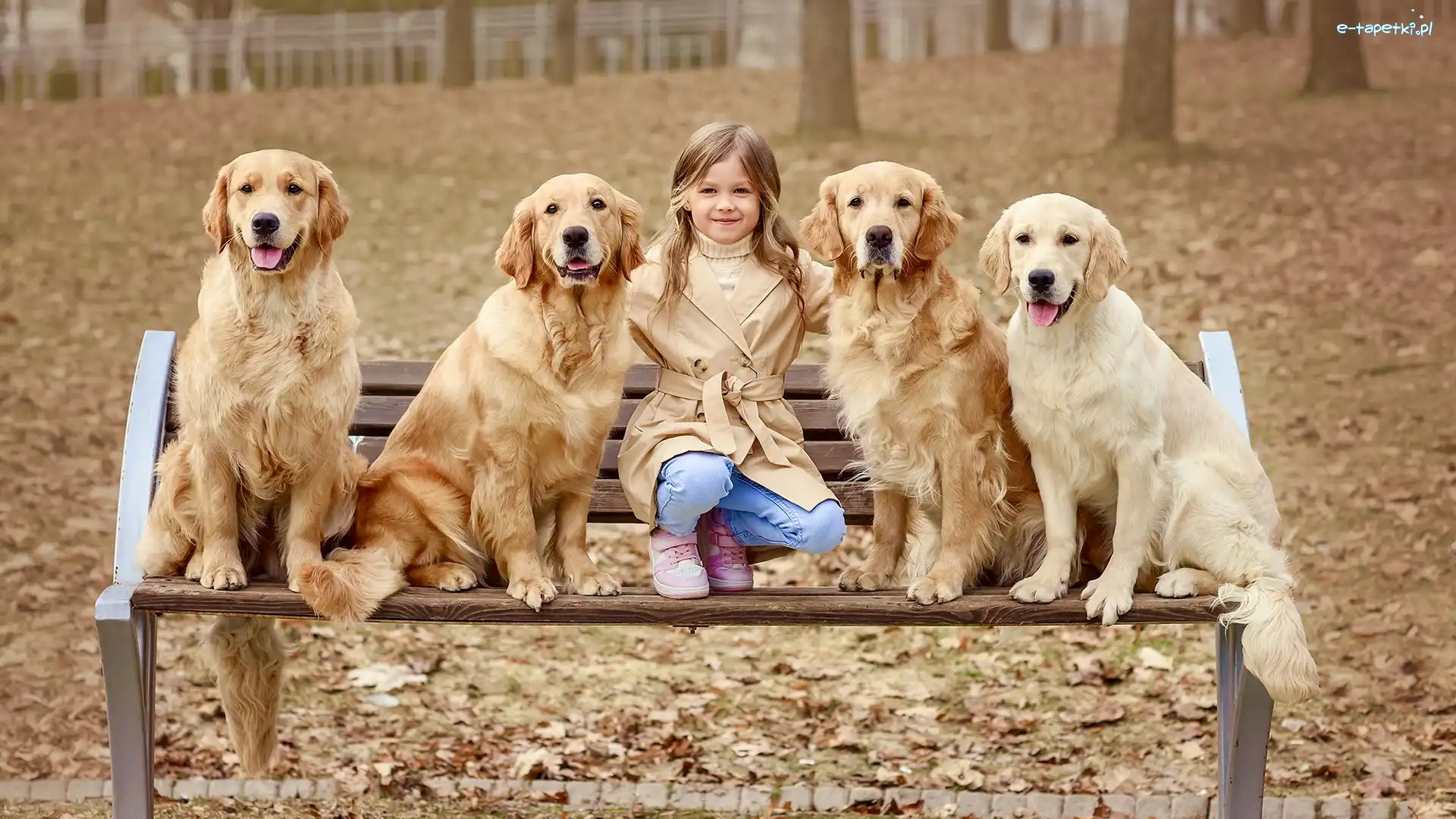 Liście, Golden retrievery, Ławka, Psy, Dziewczynka, Jesień, Park