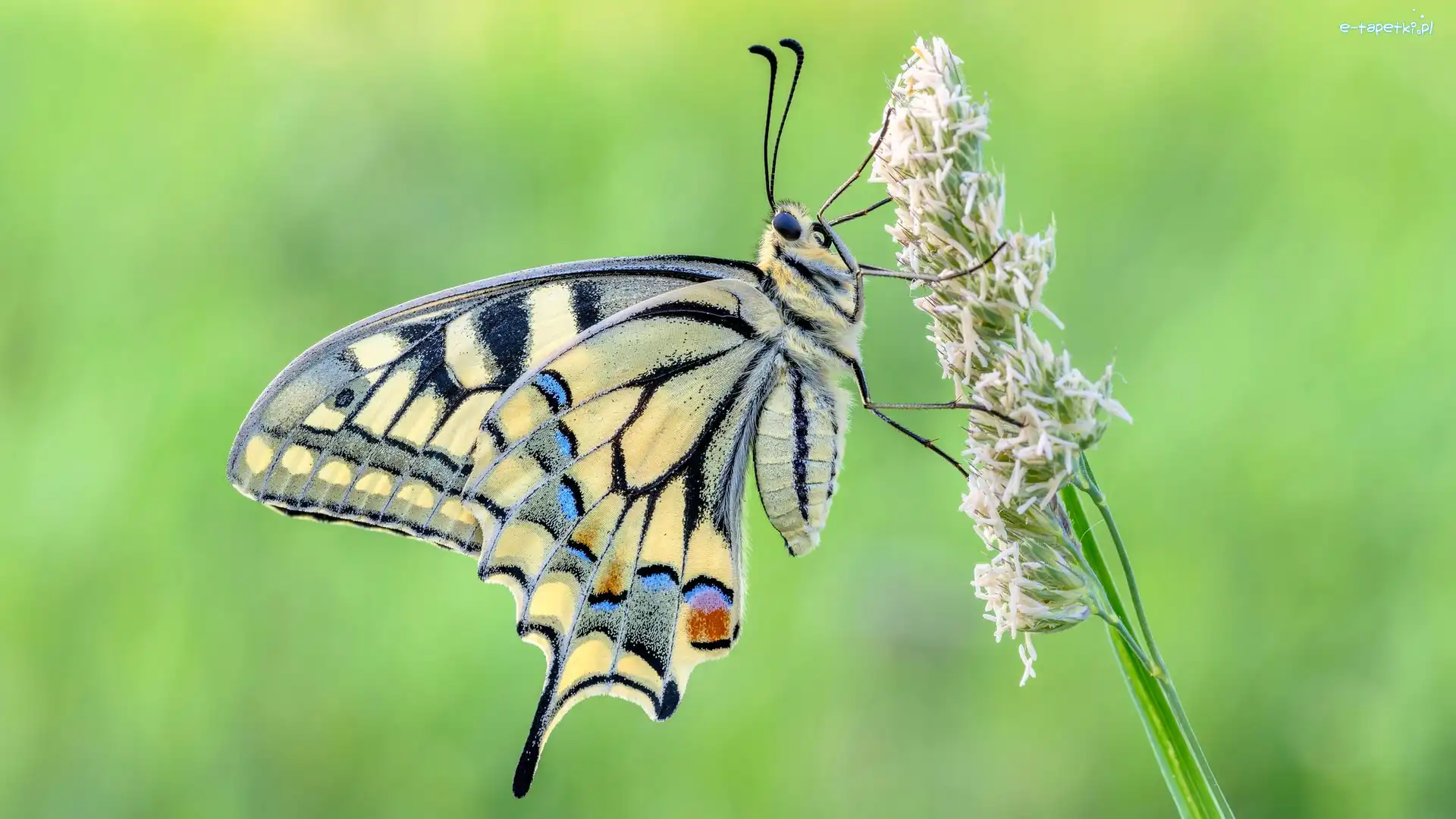 Paź królowej, Trawa, Źdźbło, Motyl