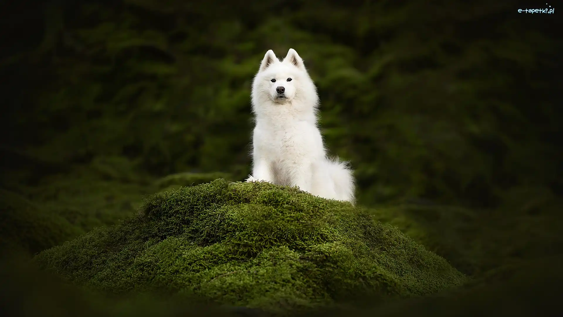 Biały, Mech, Samojed, Pies
