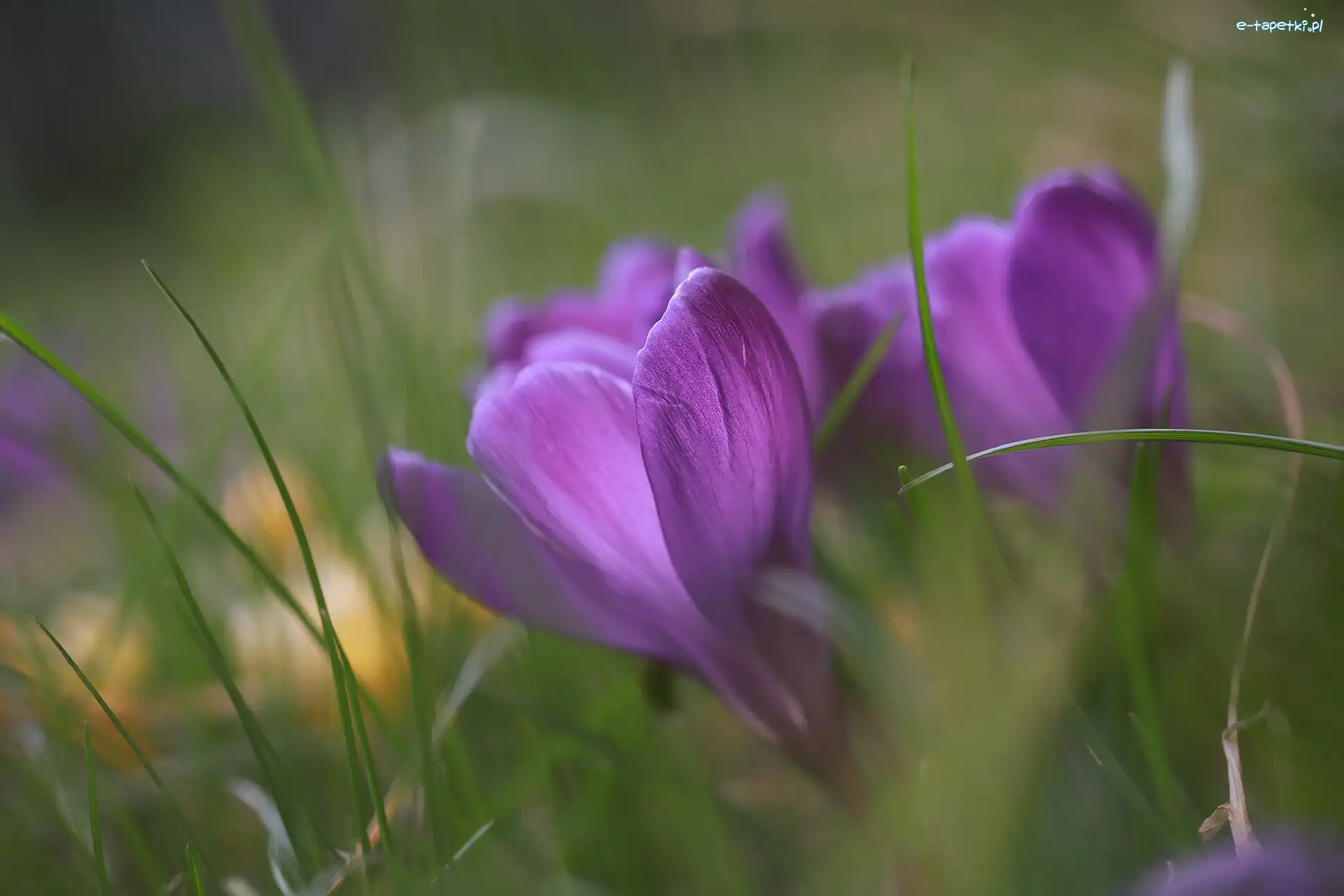 Krokus, Trawa, Kwiat, Fioletowy