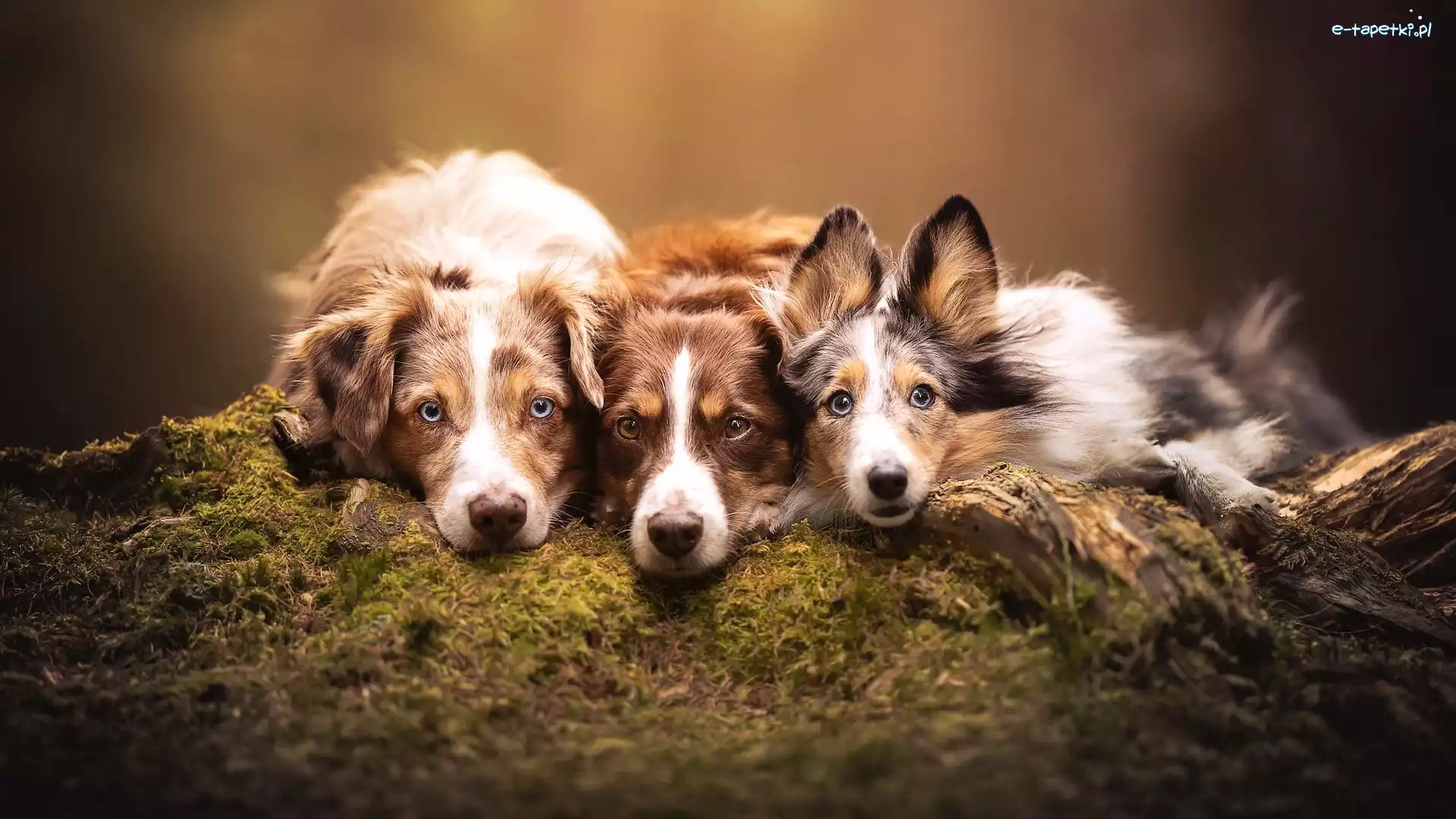 Psy, Psy, Trzy, Border collie, Owczarek australijski