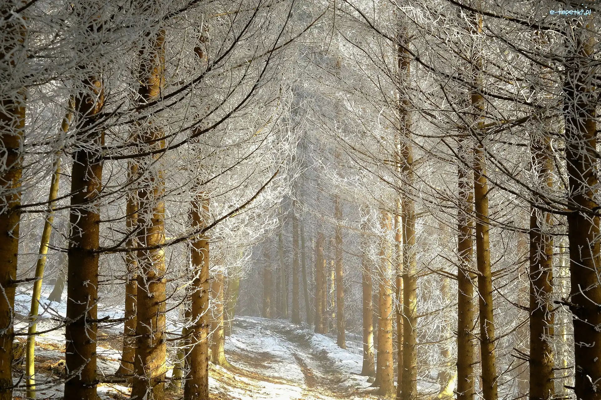 Słoneczny, Oszronione, Drzewa, Dzień, Las, Zima