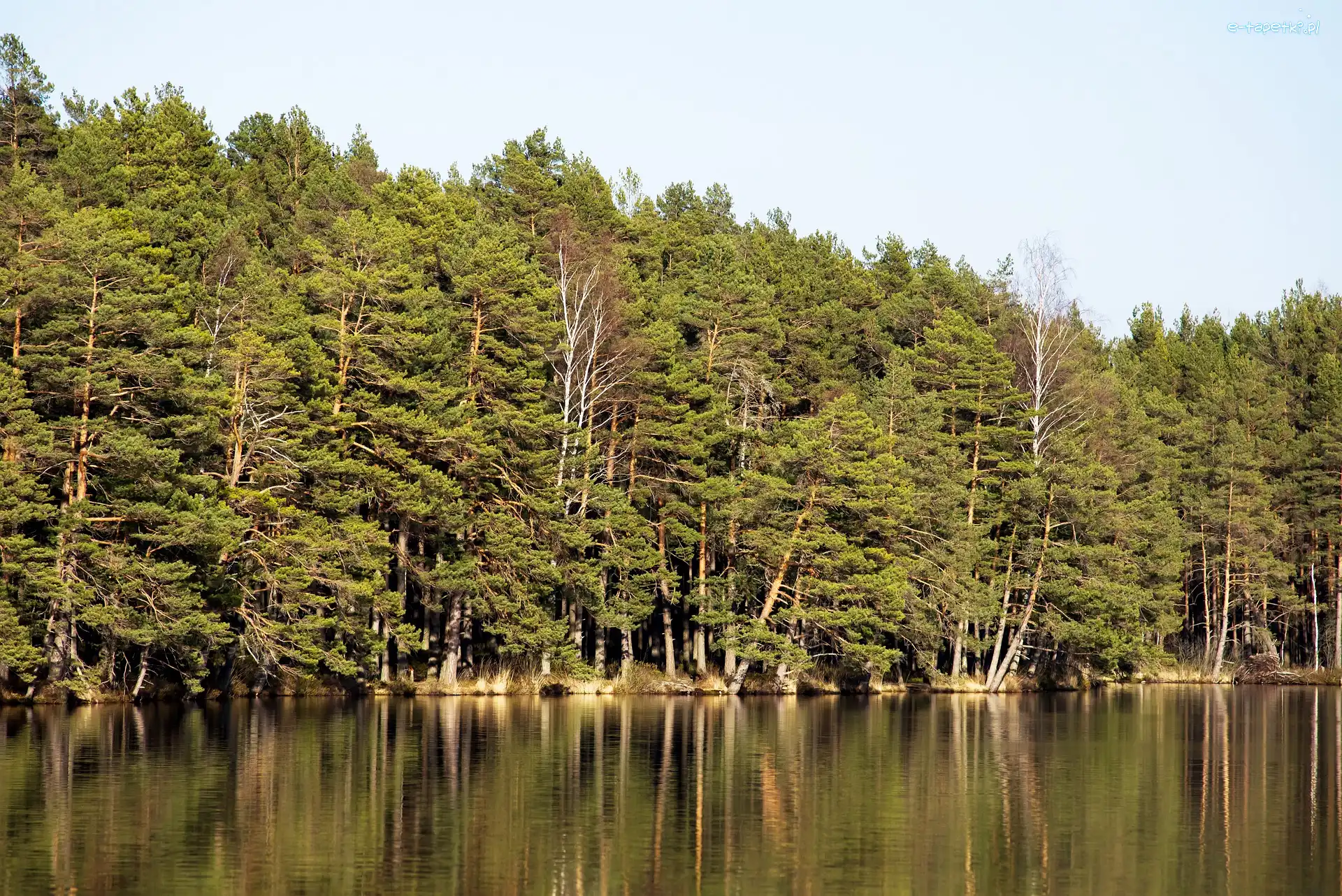 Las, Drzewa, Sosny, Jezioro