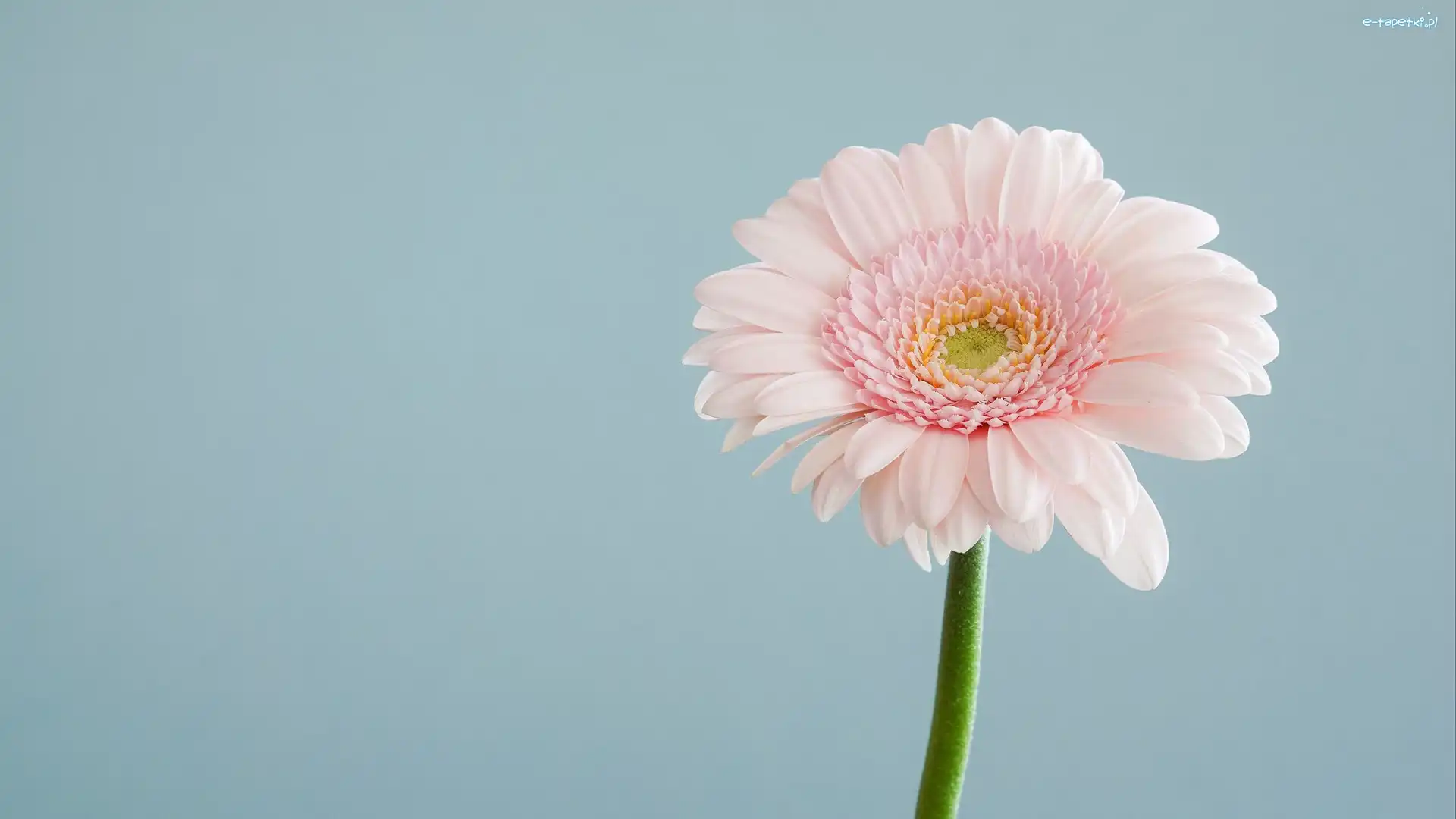 Płatki, Różowy, Kwiat, Gerbera