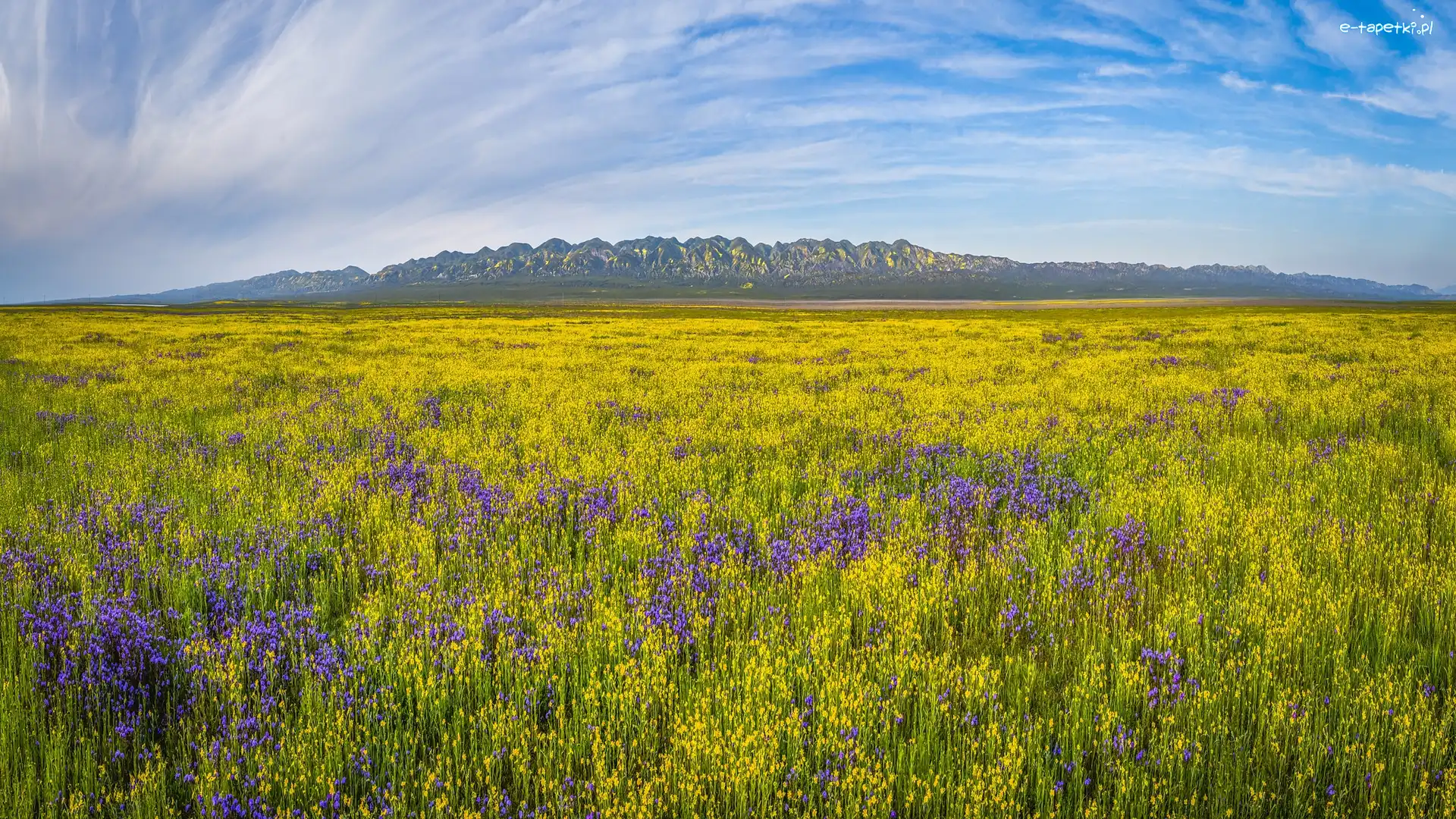 Góry, Kwiaty, Stany Zjednoczone, Kalifornia, Łąka, Rezerwat przyrody, Carrizo Plain National Monument, Polne