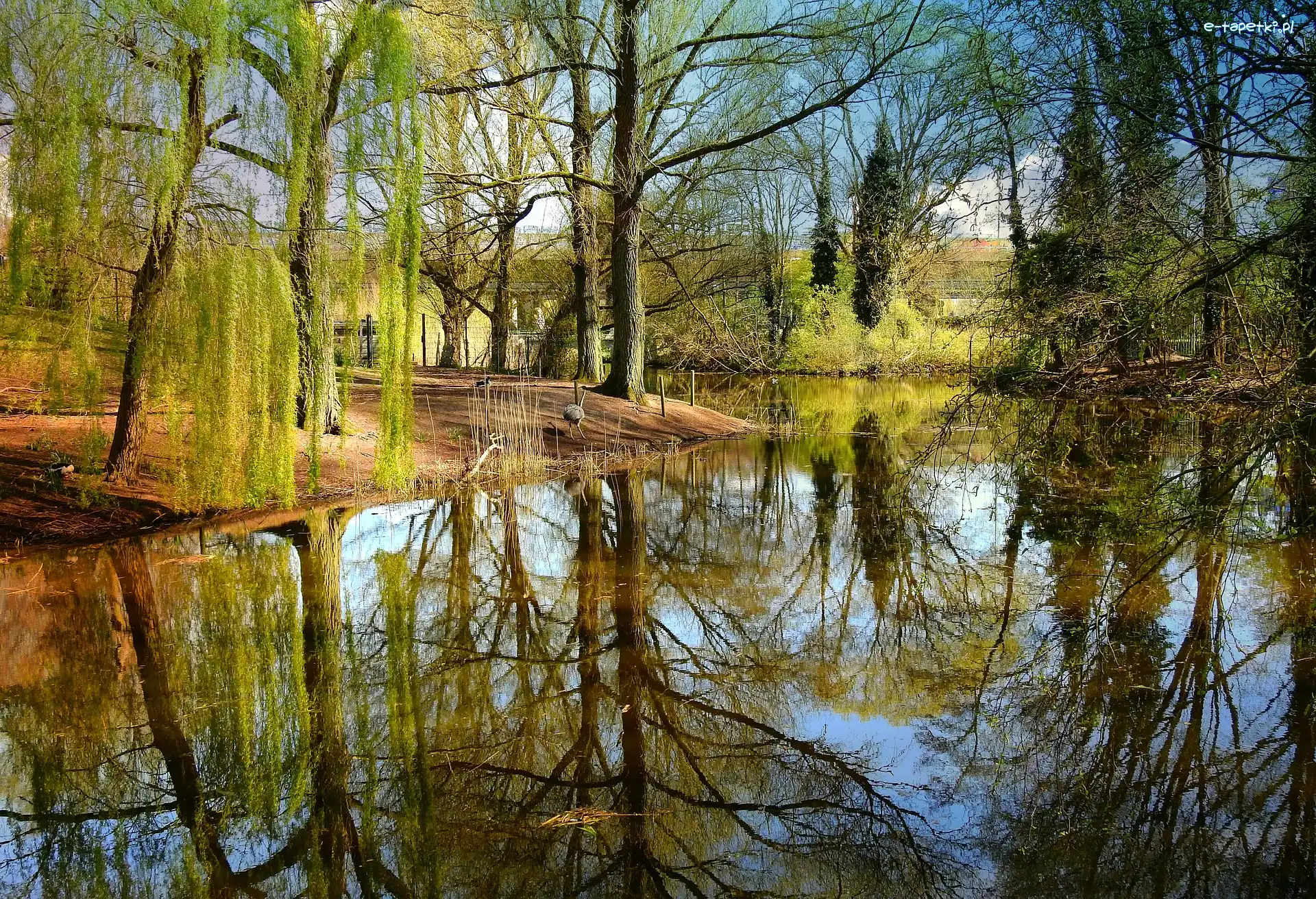 Odbicie, Wiosna, Drzewa, Staw