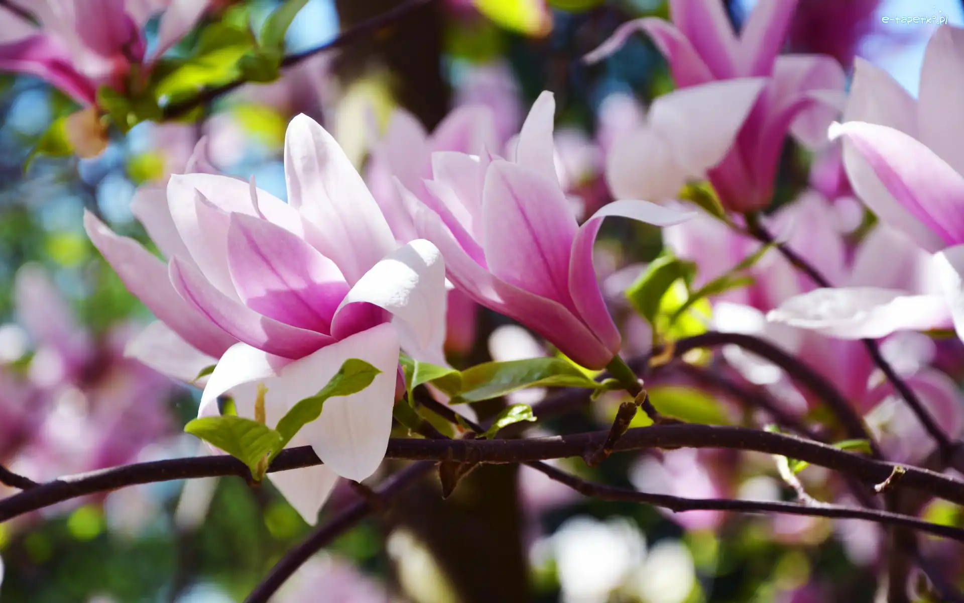 Biało-różowe, Magnolia, Kwiaty, Gałązki