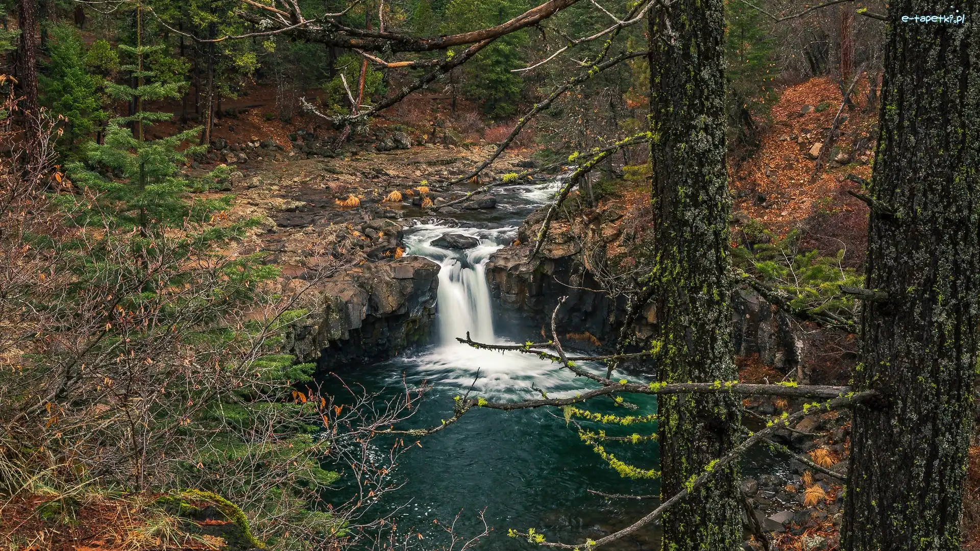 Stany Zjednoczone, Rzeka, McCloud River, Iglaki, Las, Kalifornia, Uskok
