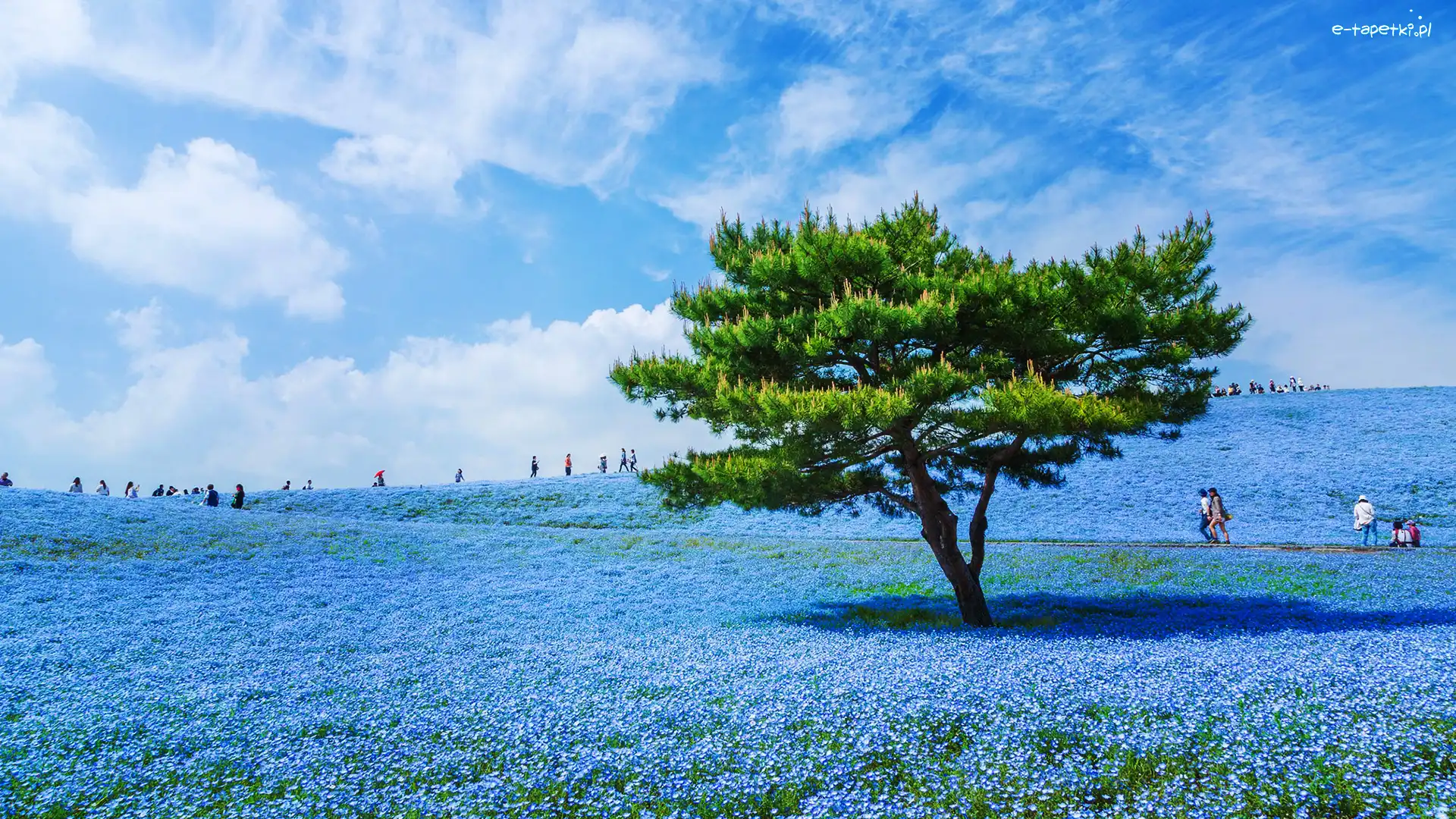 Porcelanki Menziesa, Niebieskie, Japonia, Hitachinaka, Kwiaty, Drzewo, Hitachi Seaside Park, Łąka
