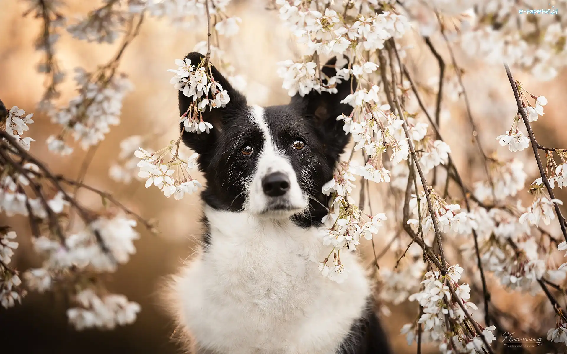 Border collie, Drzewo owocowe, Gałązki, Pies