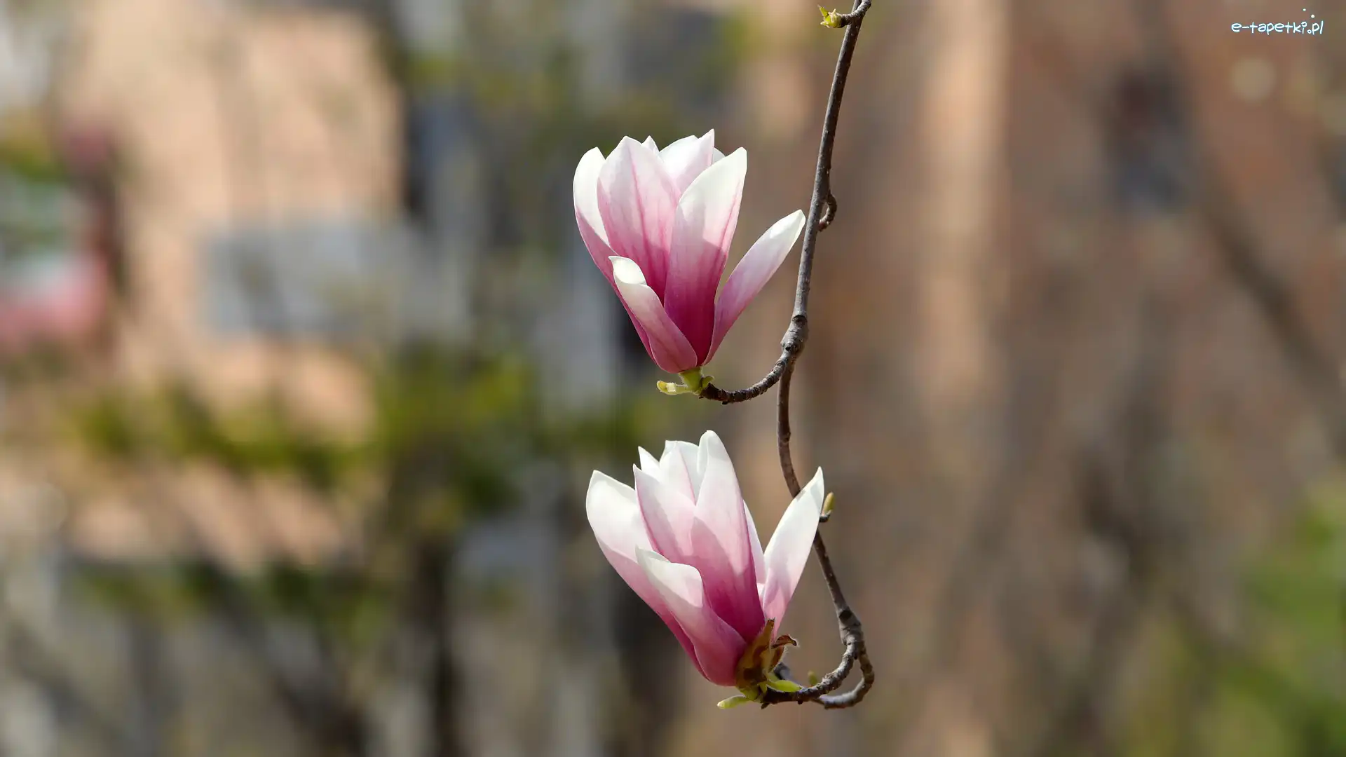 Kwiaty, Gałązka, Magnolia, Dwa