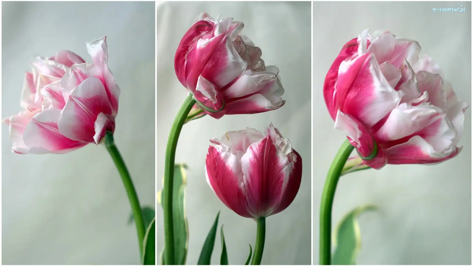 Tulipany, Rozkwitające, Biało-różowe