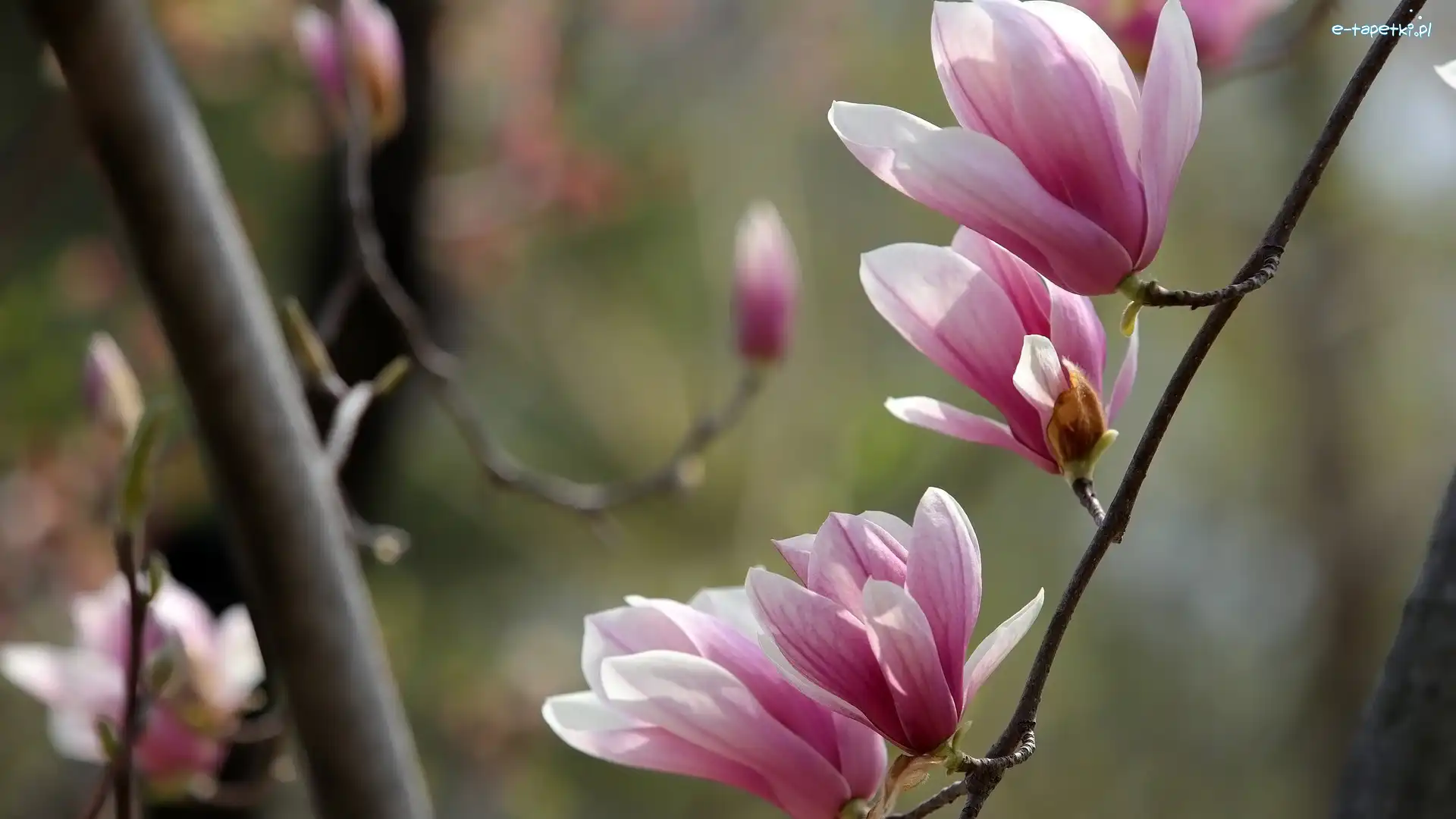 Kwiaty, Gałęzie, Magnolie, Różowe