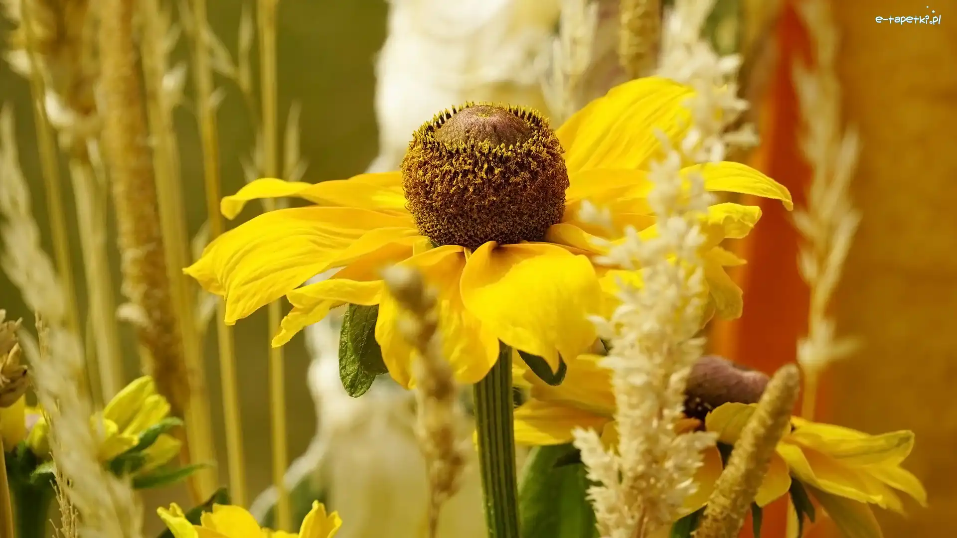 Rudbekia, Żółta, Kwiat