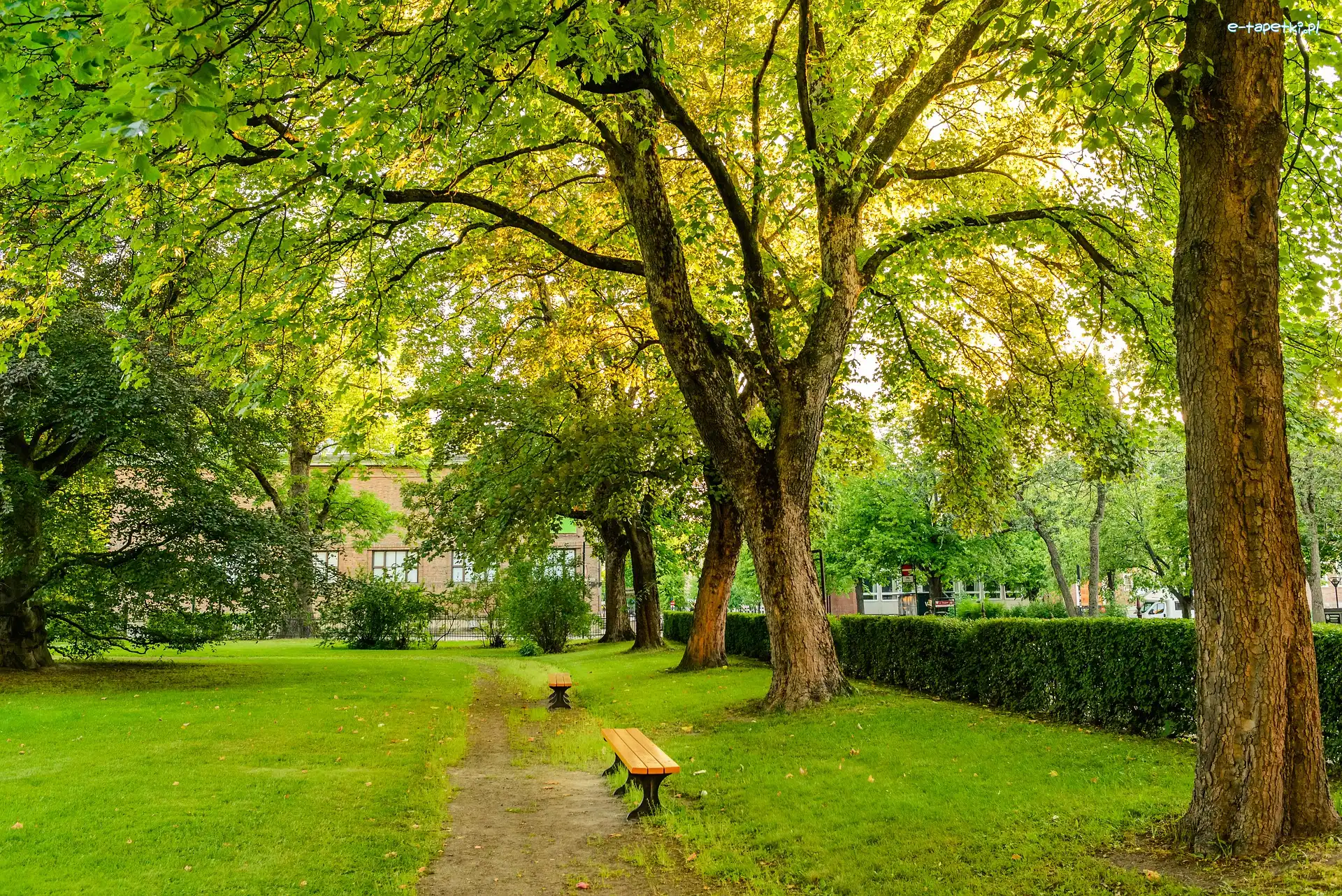 Trawa, Park, Drzewa, Ławki