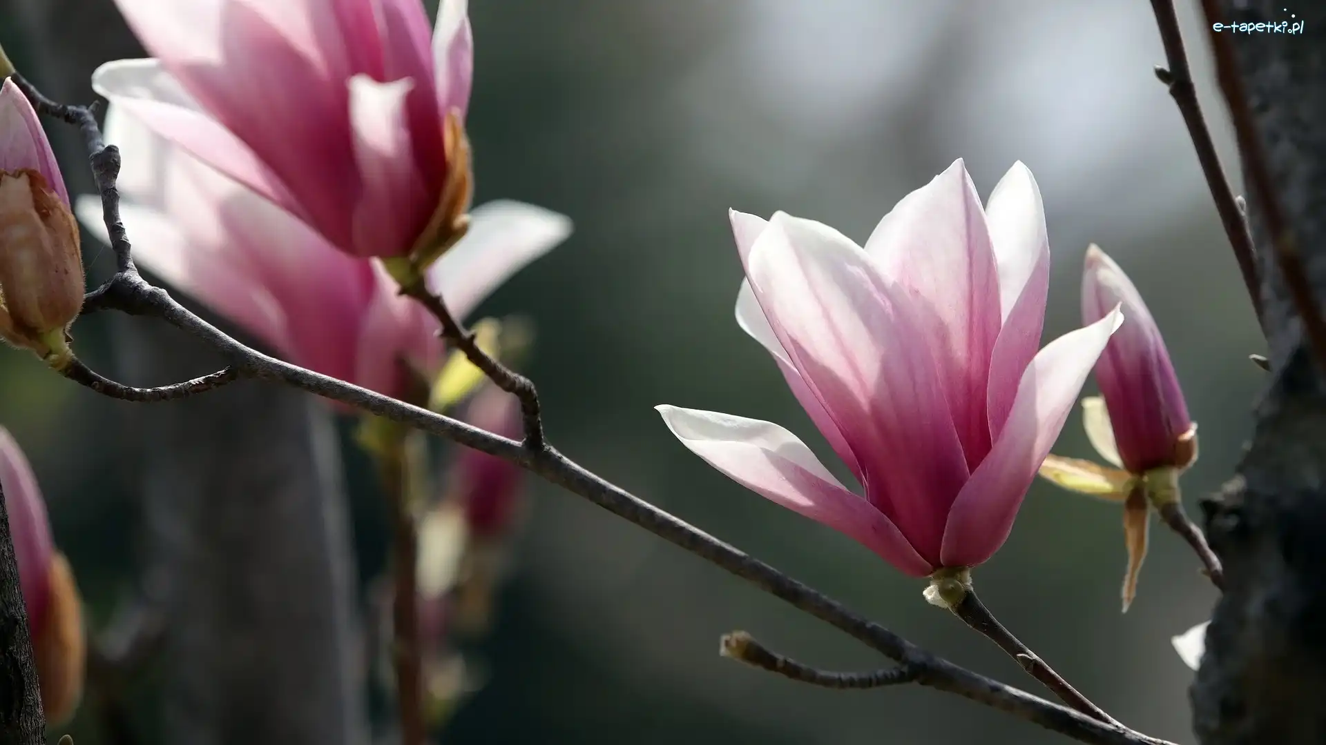 Kwiaty, Gałązki, Magnolia
