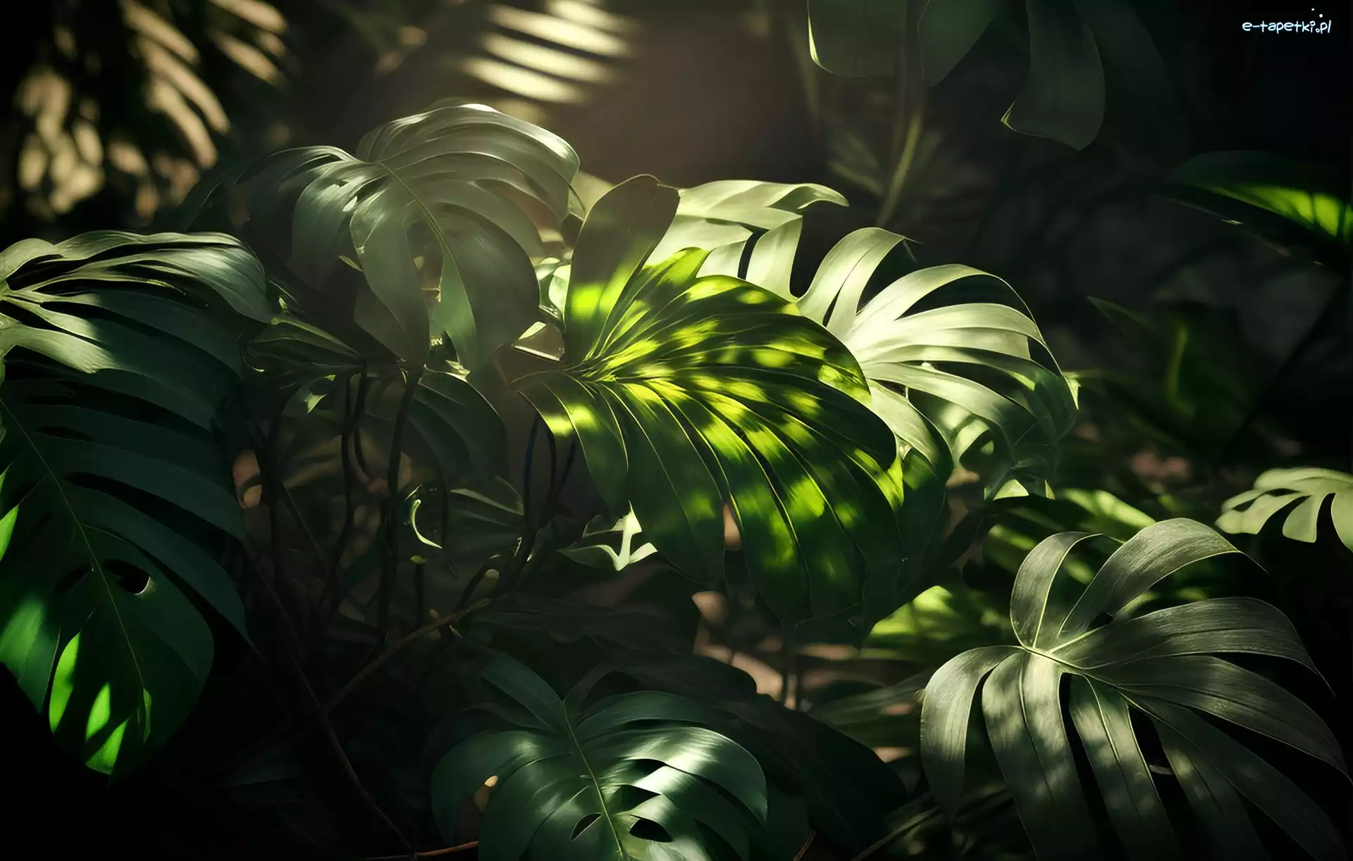 Światło, Monstera, Liście