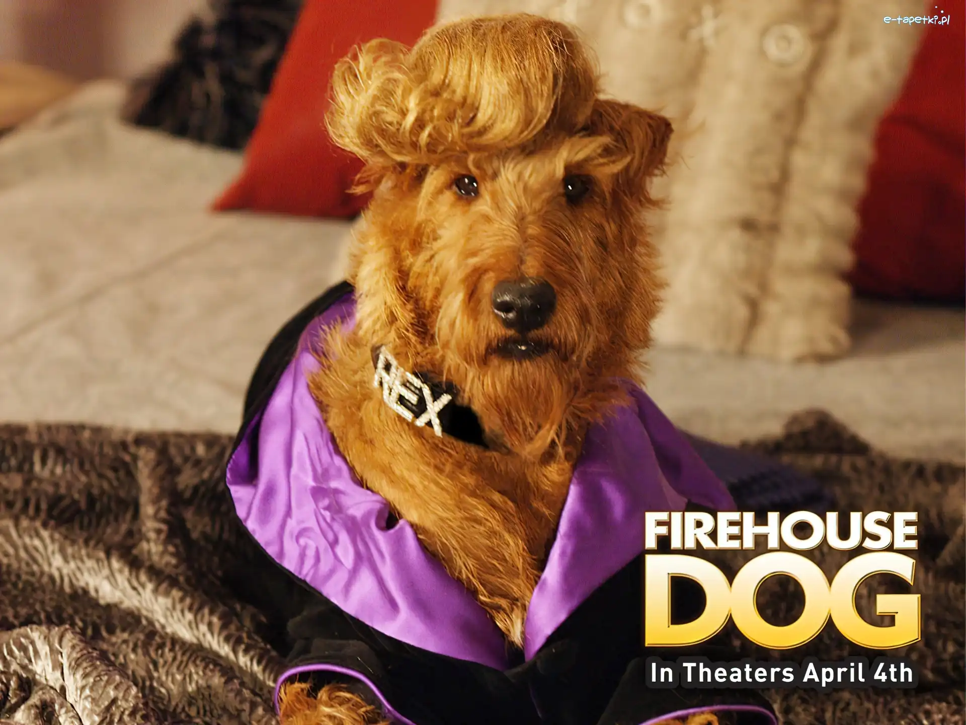 pies, kanapa, grzywa, Firehouse Dog