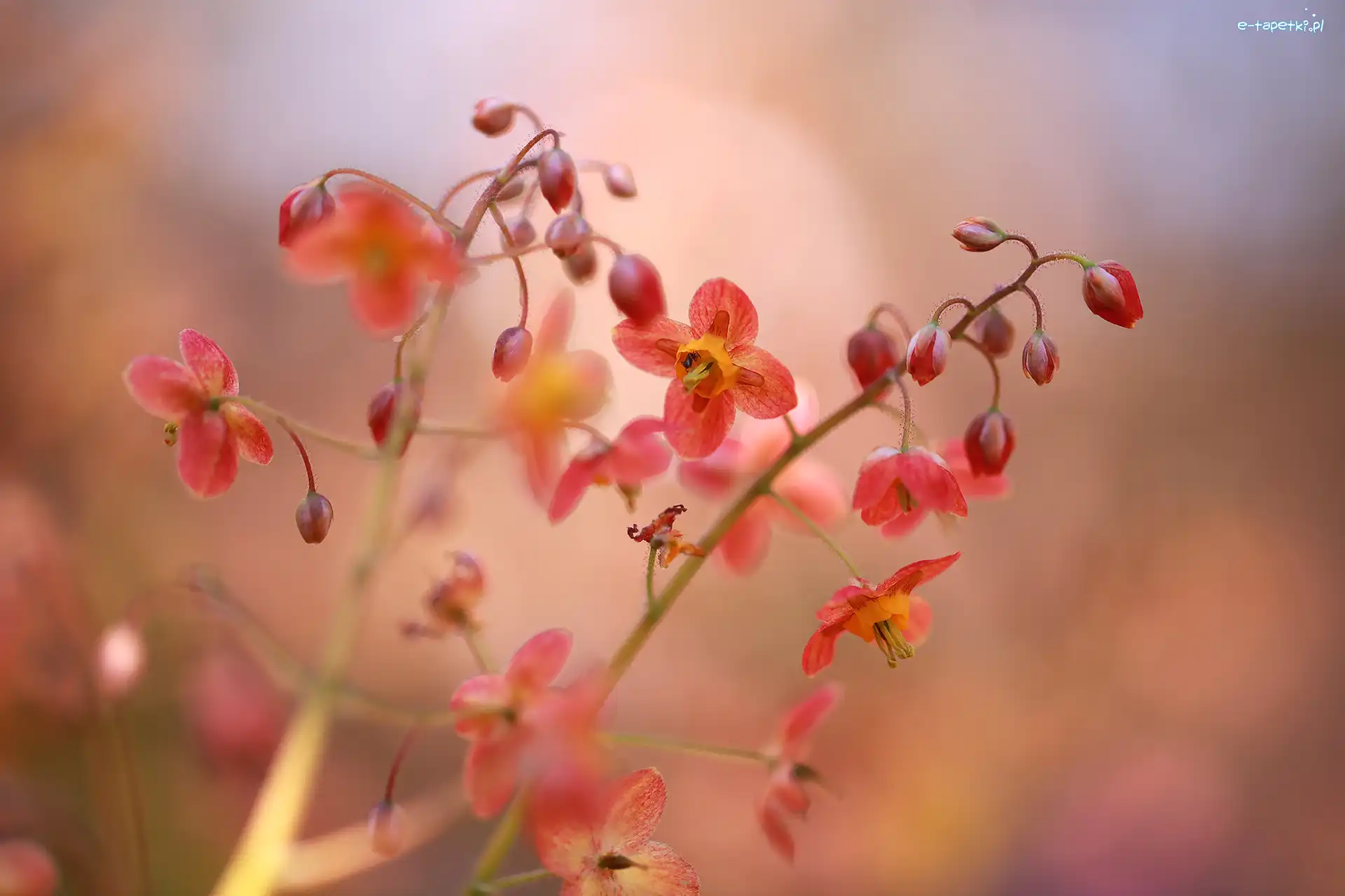 Epimedium, Kwiaty, Czerwone