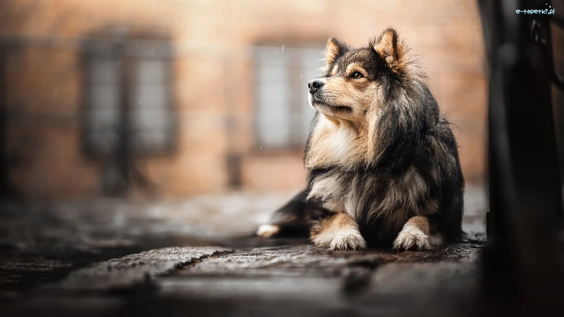 Fiński lapphund, Pies, Leżący