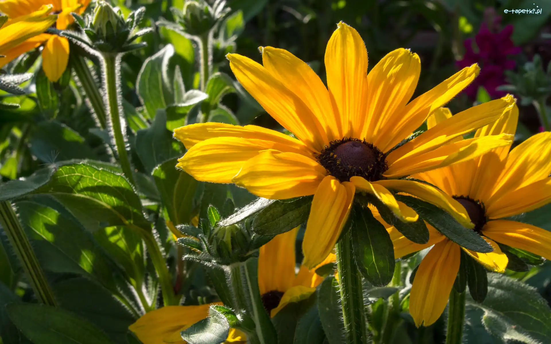 Żółte, Kwitnące, Rudbekia, Kwiaty