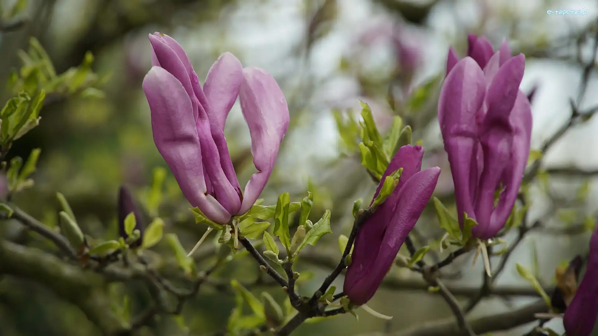 Ciemnoróżowe, Gałązki, Kwiaty, Magnolia