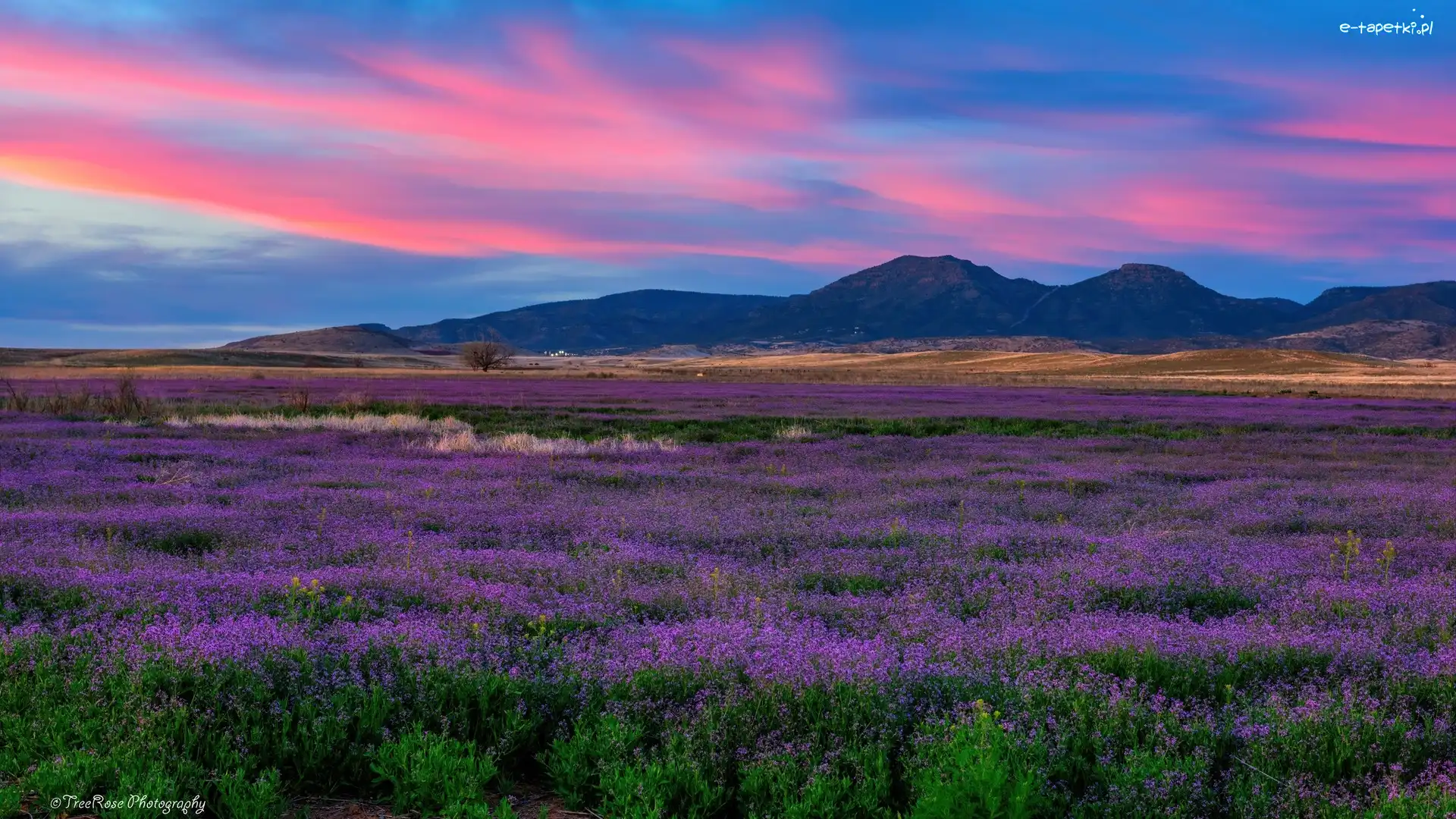 Łąka, Prescott Valley, Kwiaty, Wzgórza Łąka, Arizona, Stany Zjednoczone